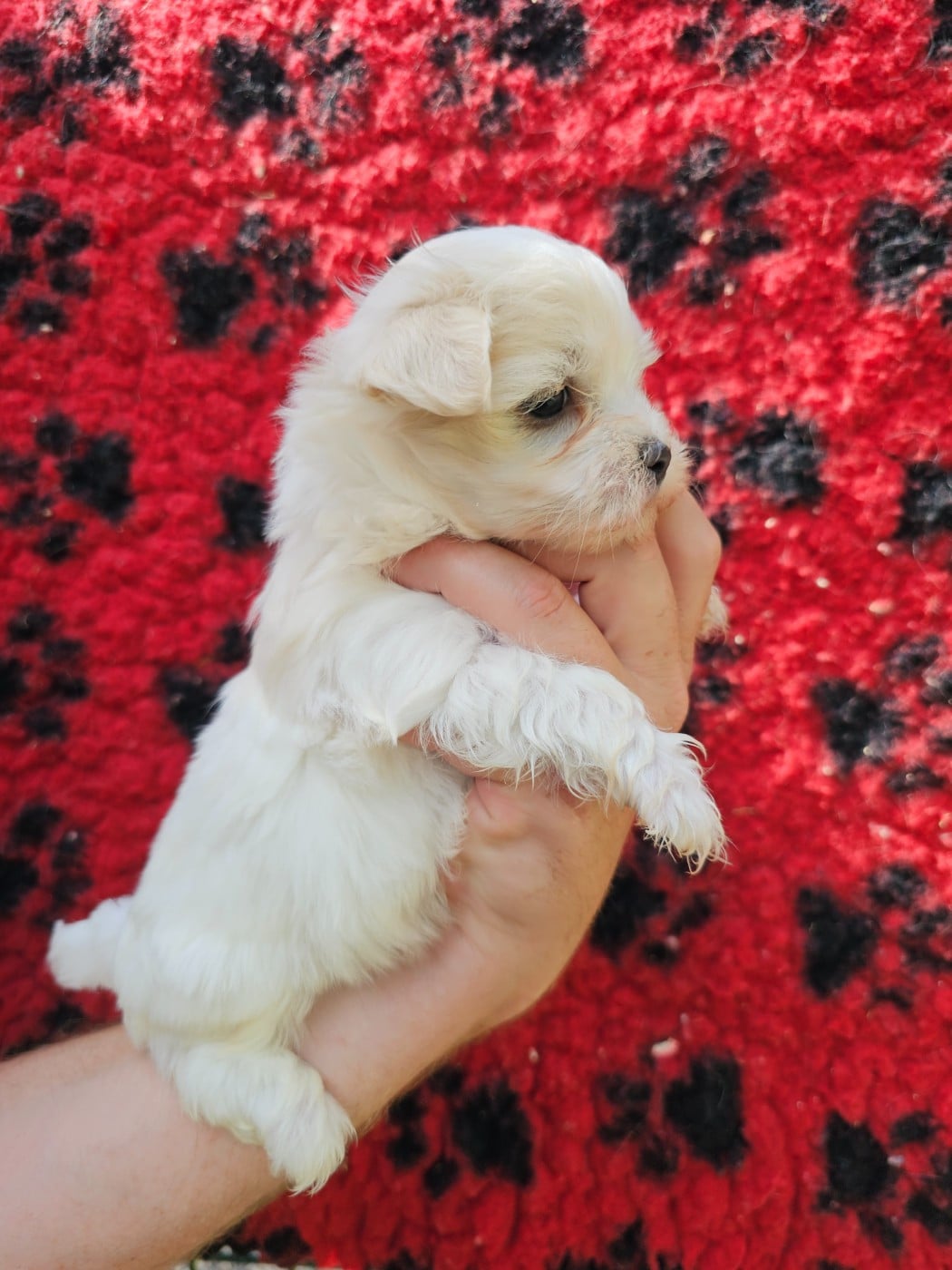 Chiot N°4