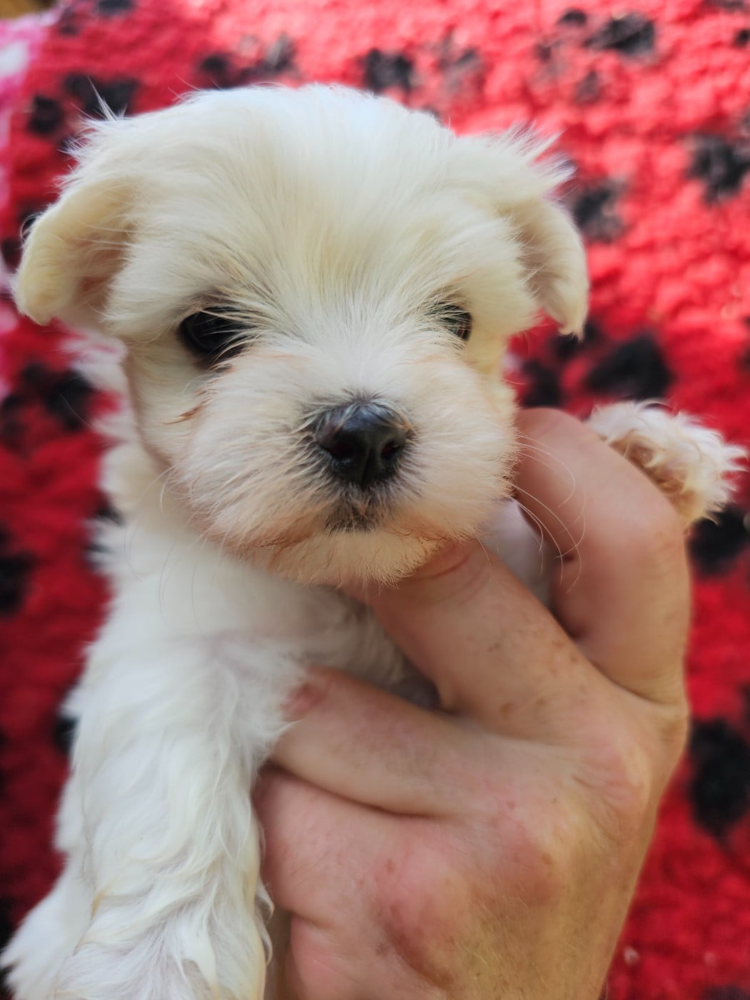 Chiot N°4