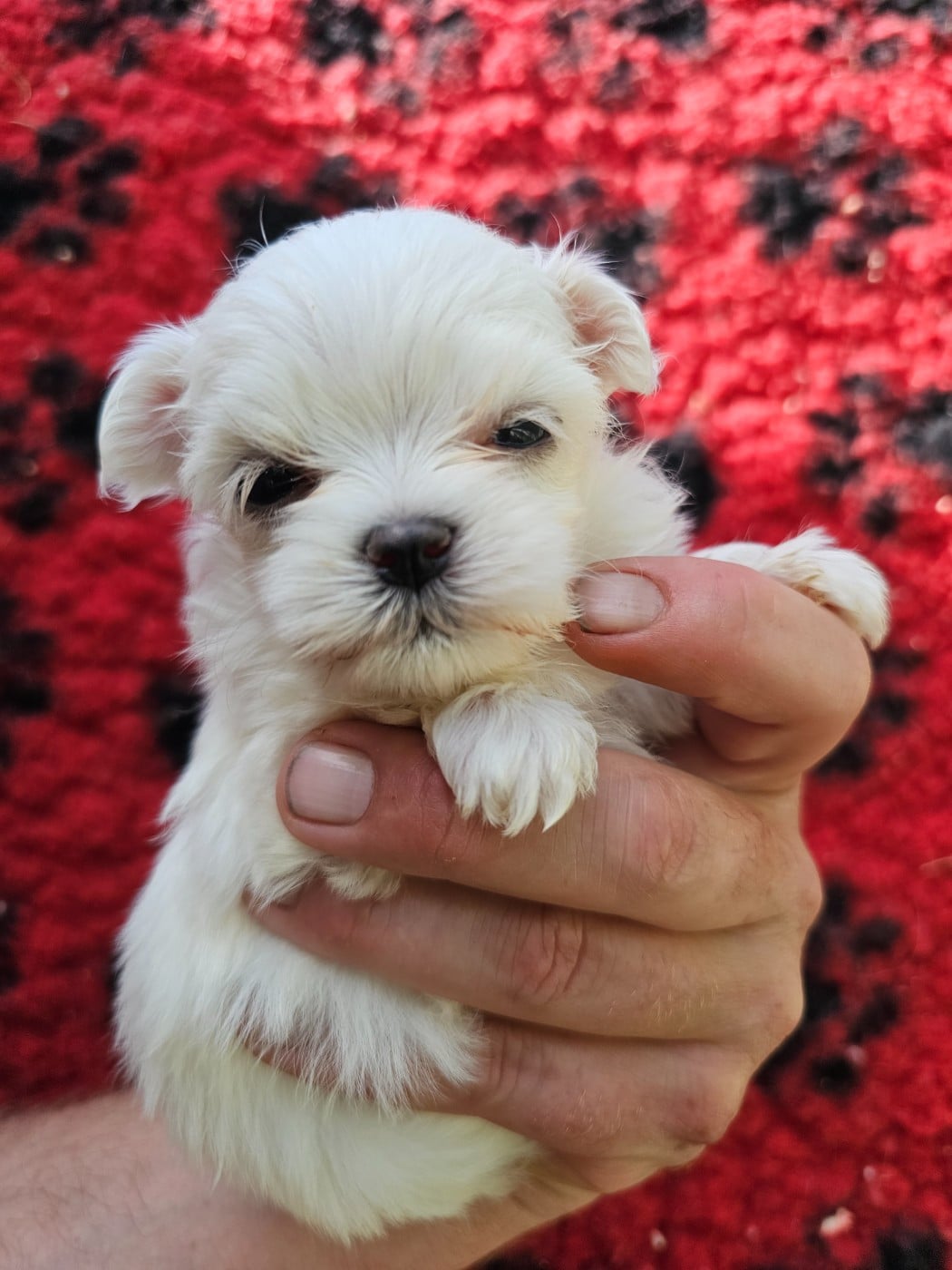 Chiot N°3