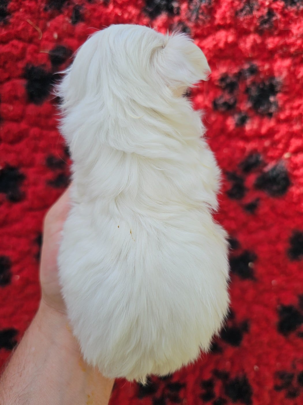 Chiot N°3