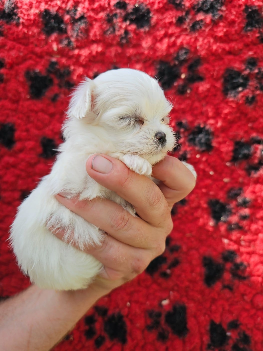 Chiot N°3