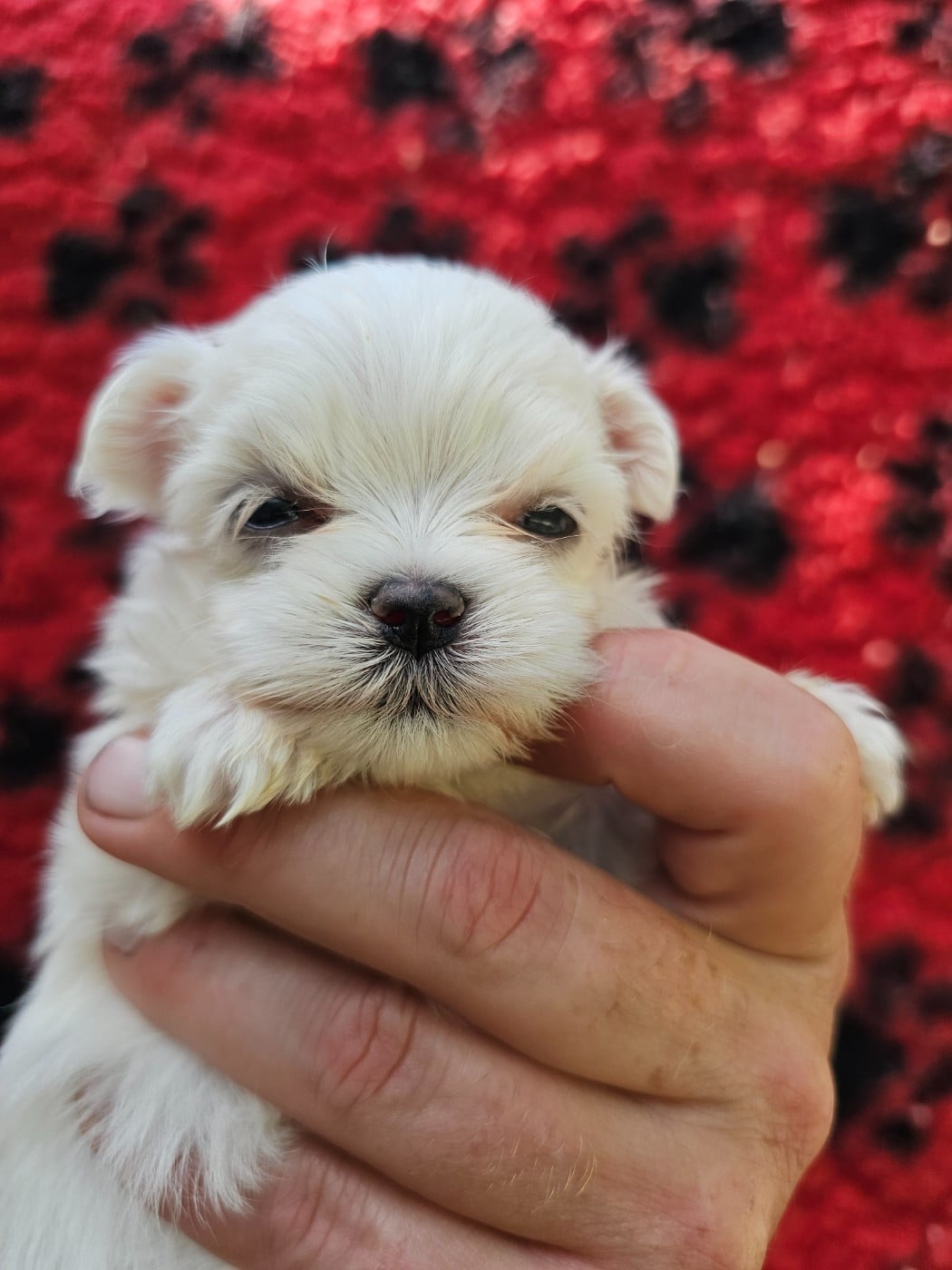 Chiot N°3