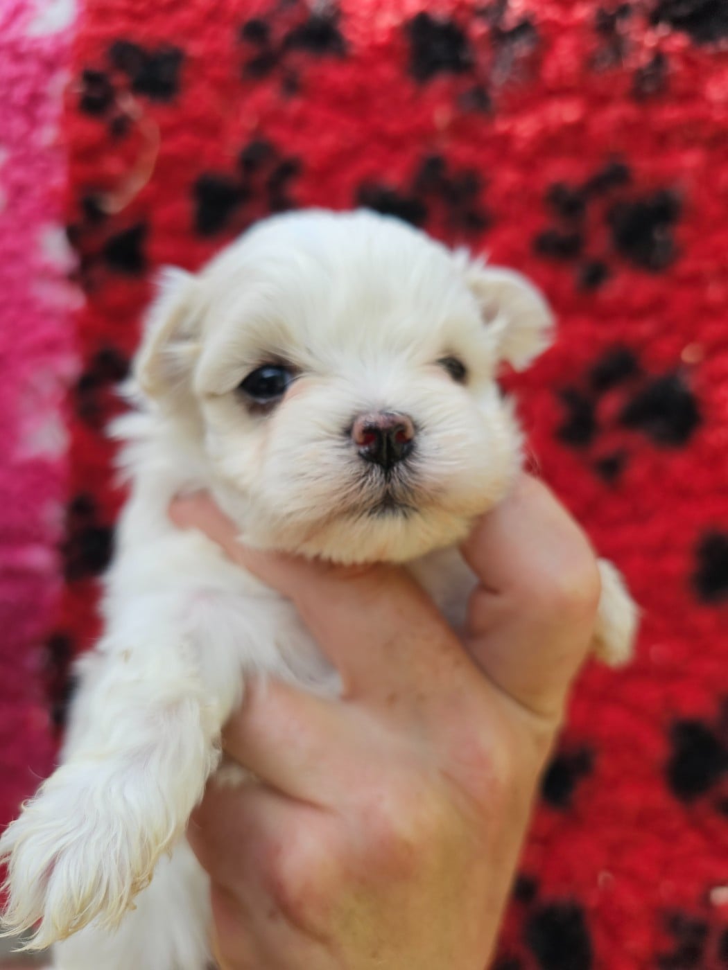 Chiot N°2