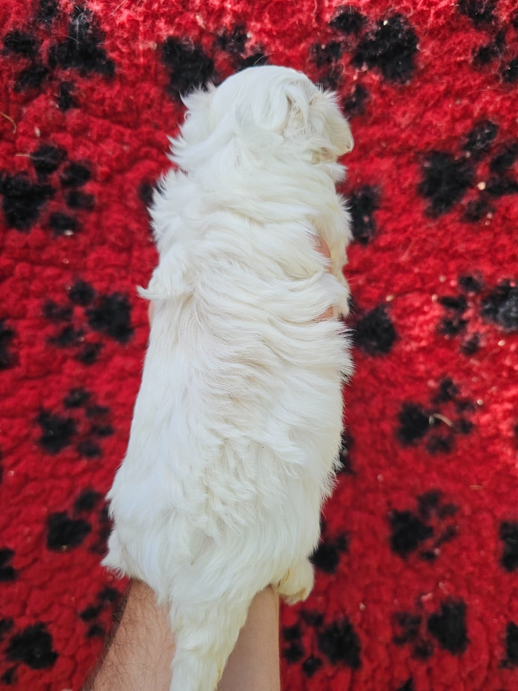 Chiot N°2