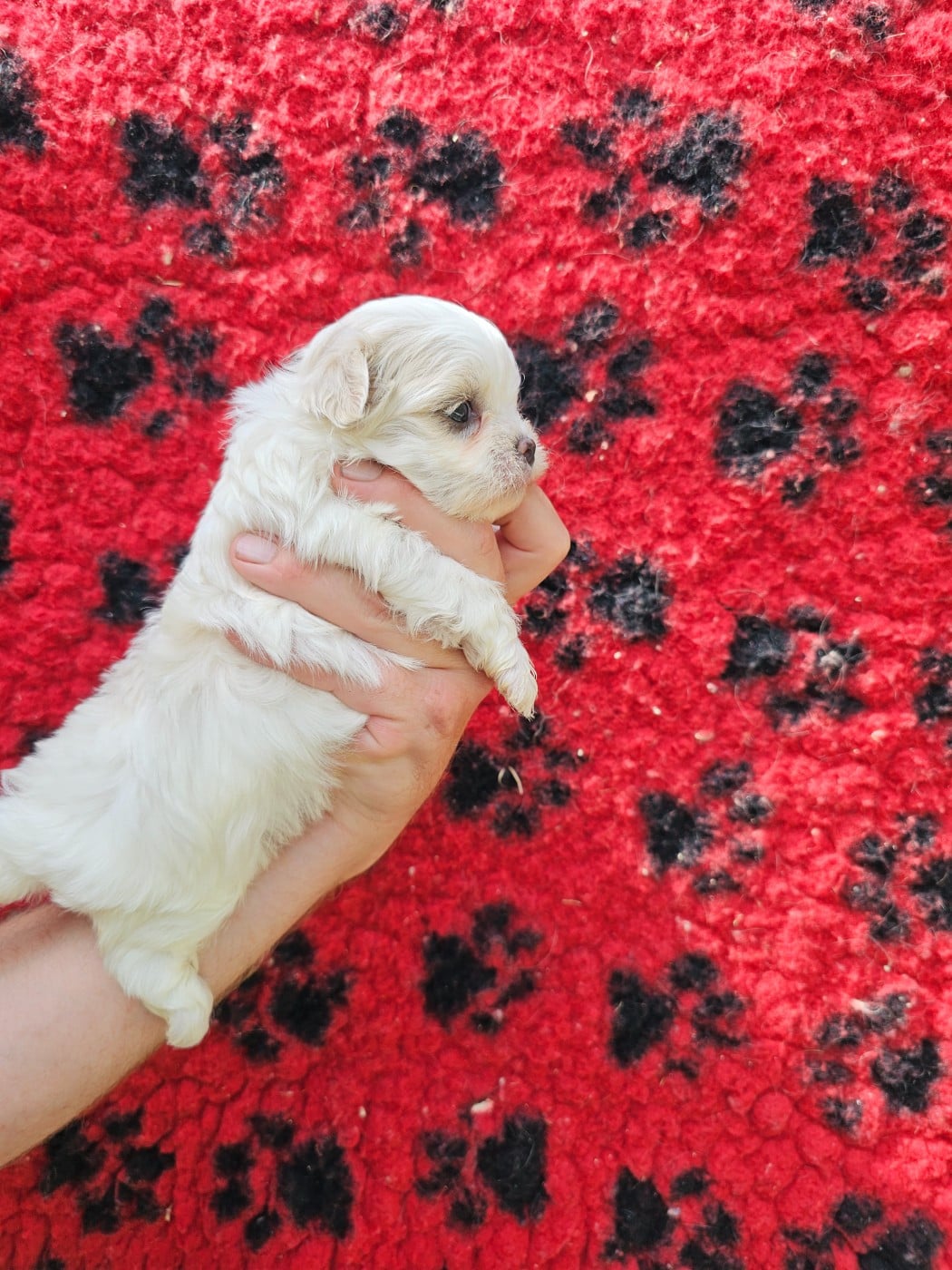 Chiot N°2