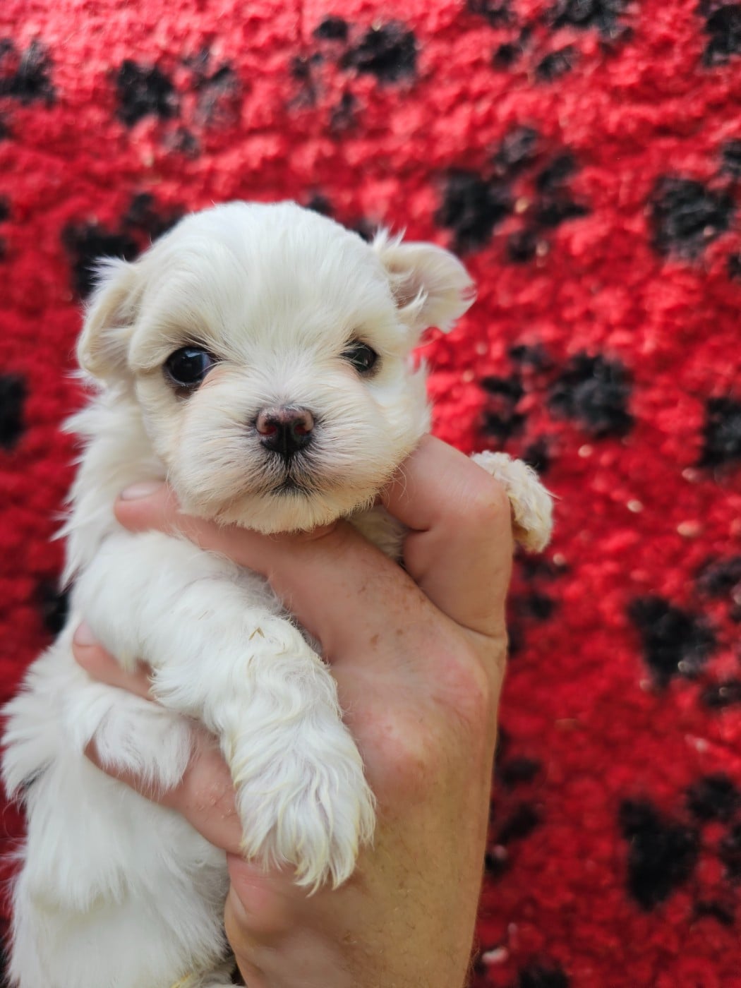 Chiot N°2