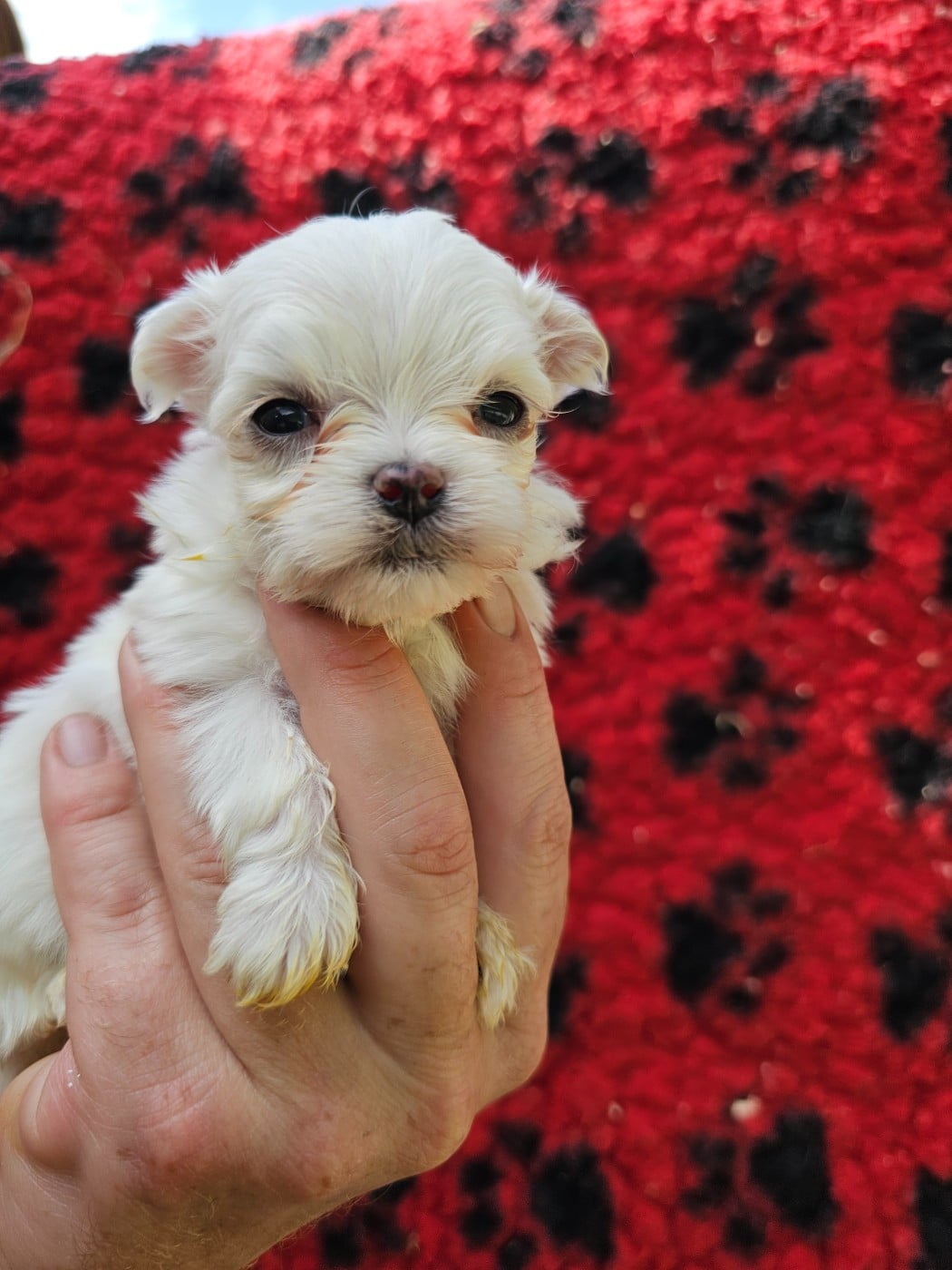 Chiot N°1