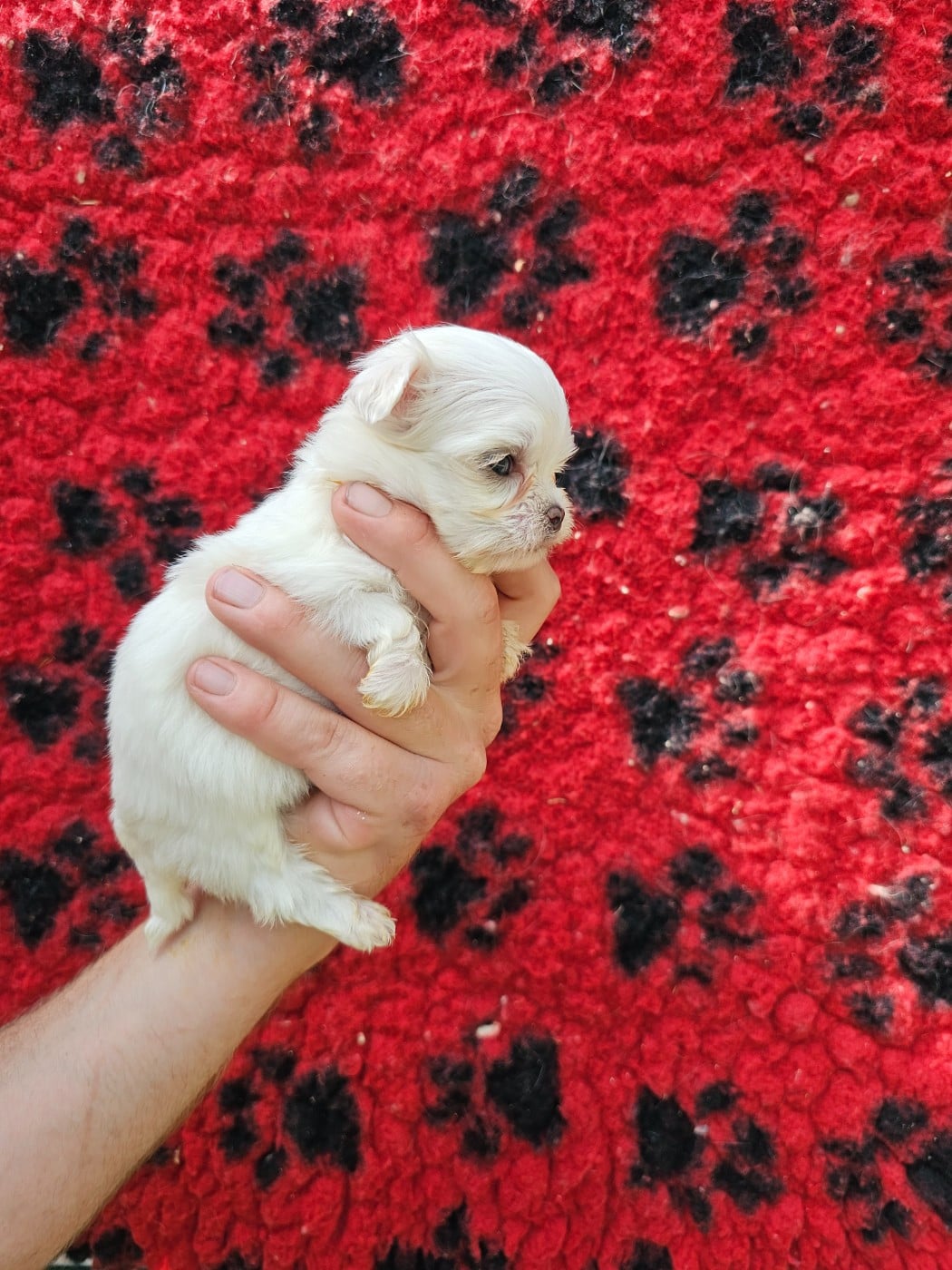 Chiot N°1