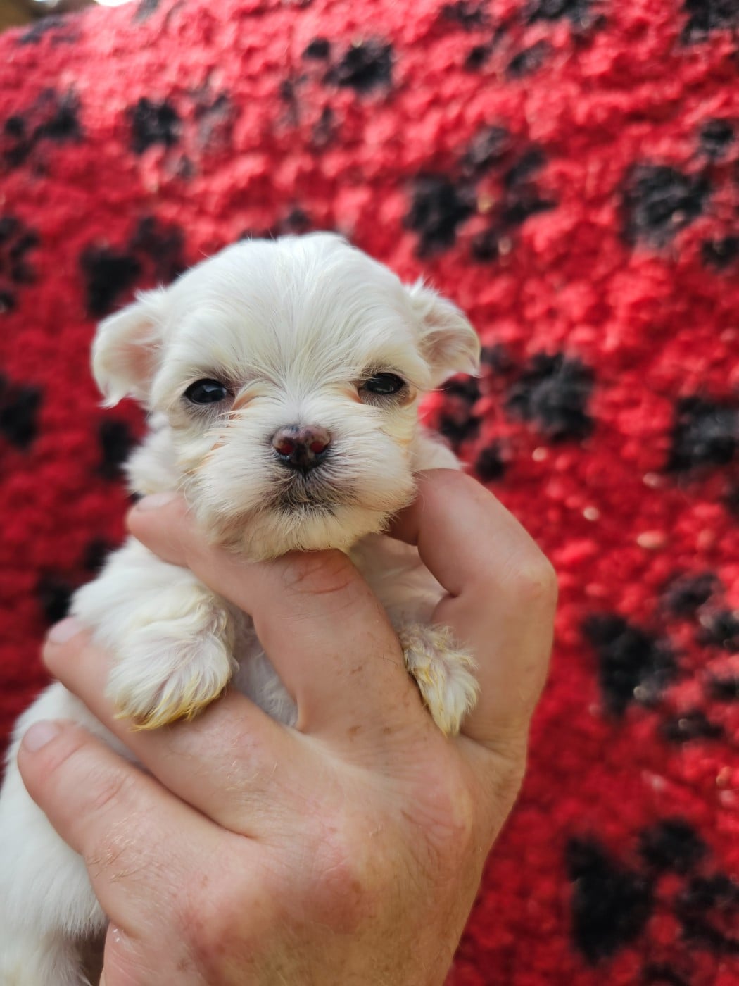 Chiot N°1