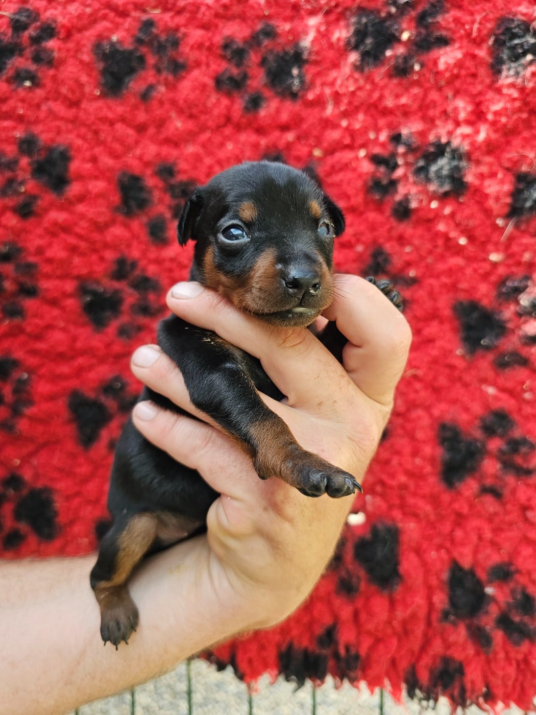 Chiot N°1