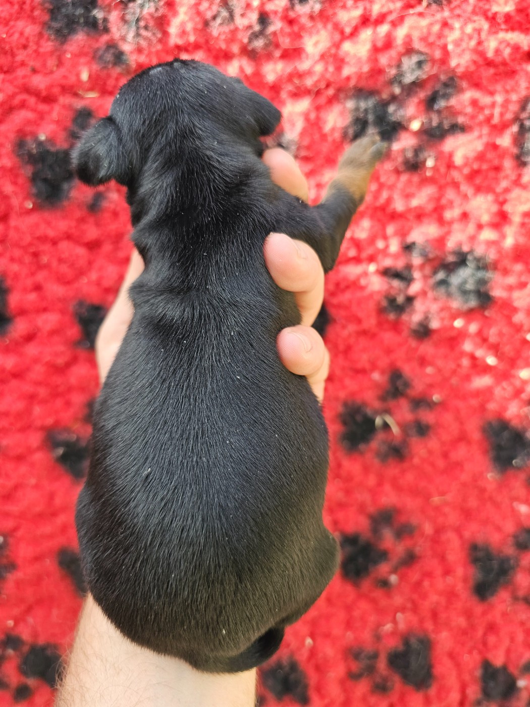 Chiot N°1