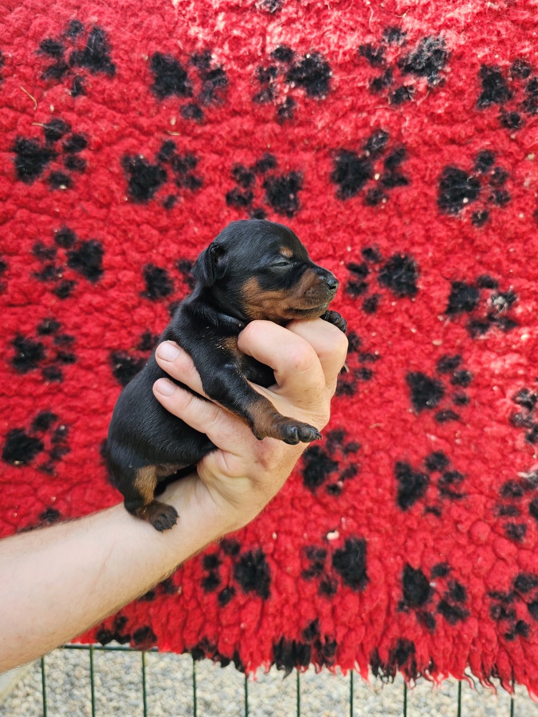 Chiot N°1
