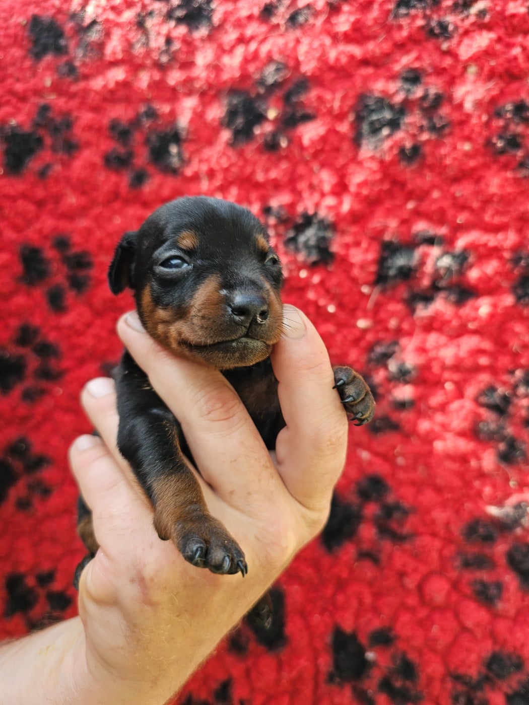 Chiot N°1