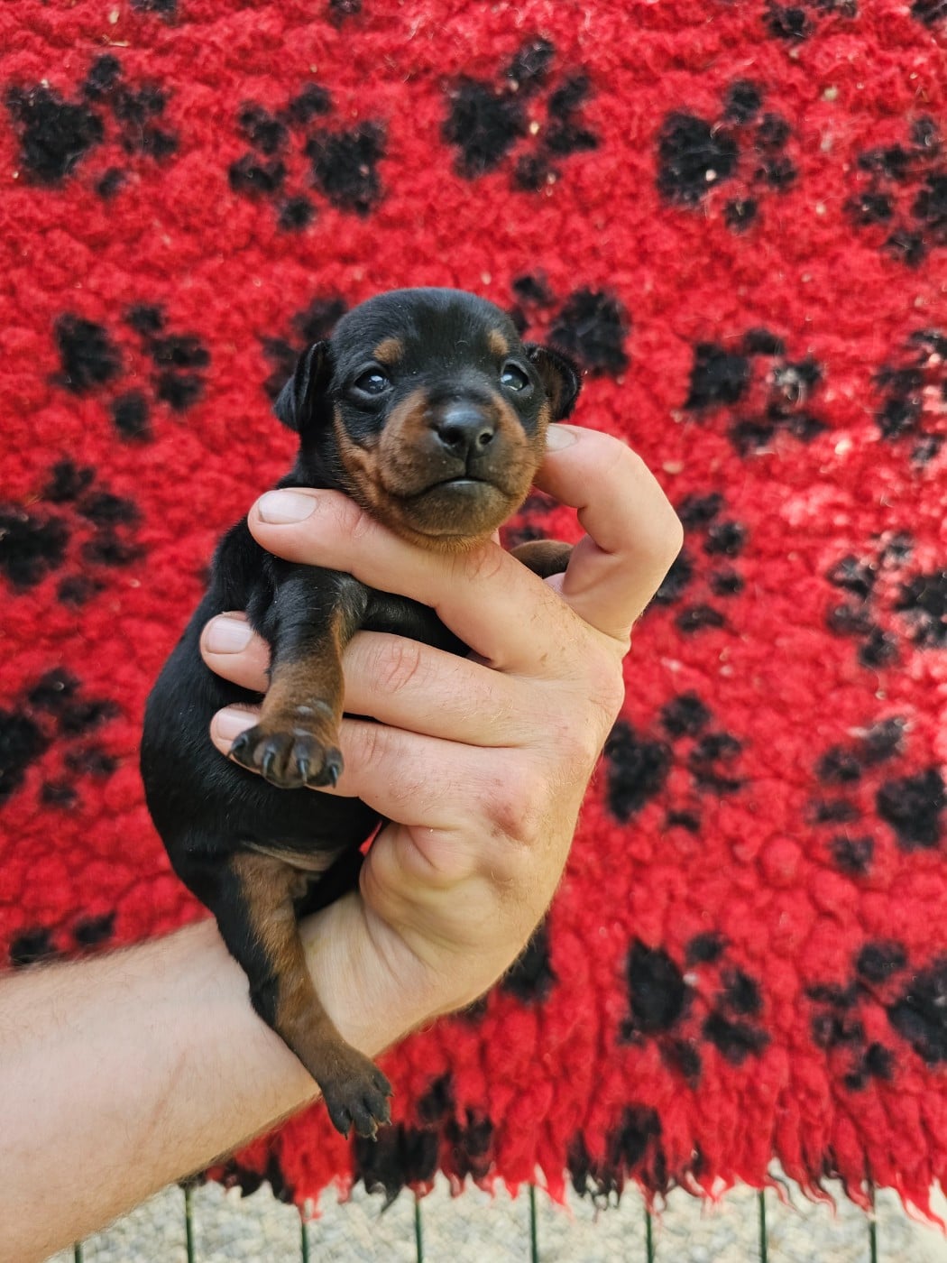 Chiot N°2