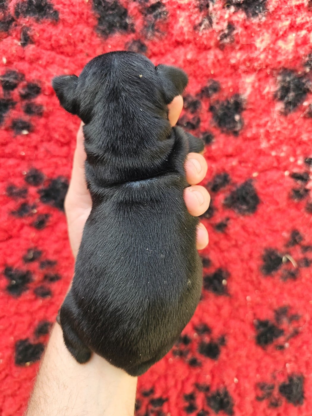 Chiot N°2