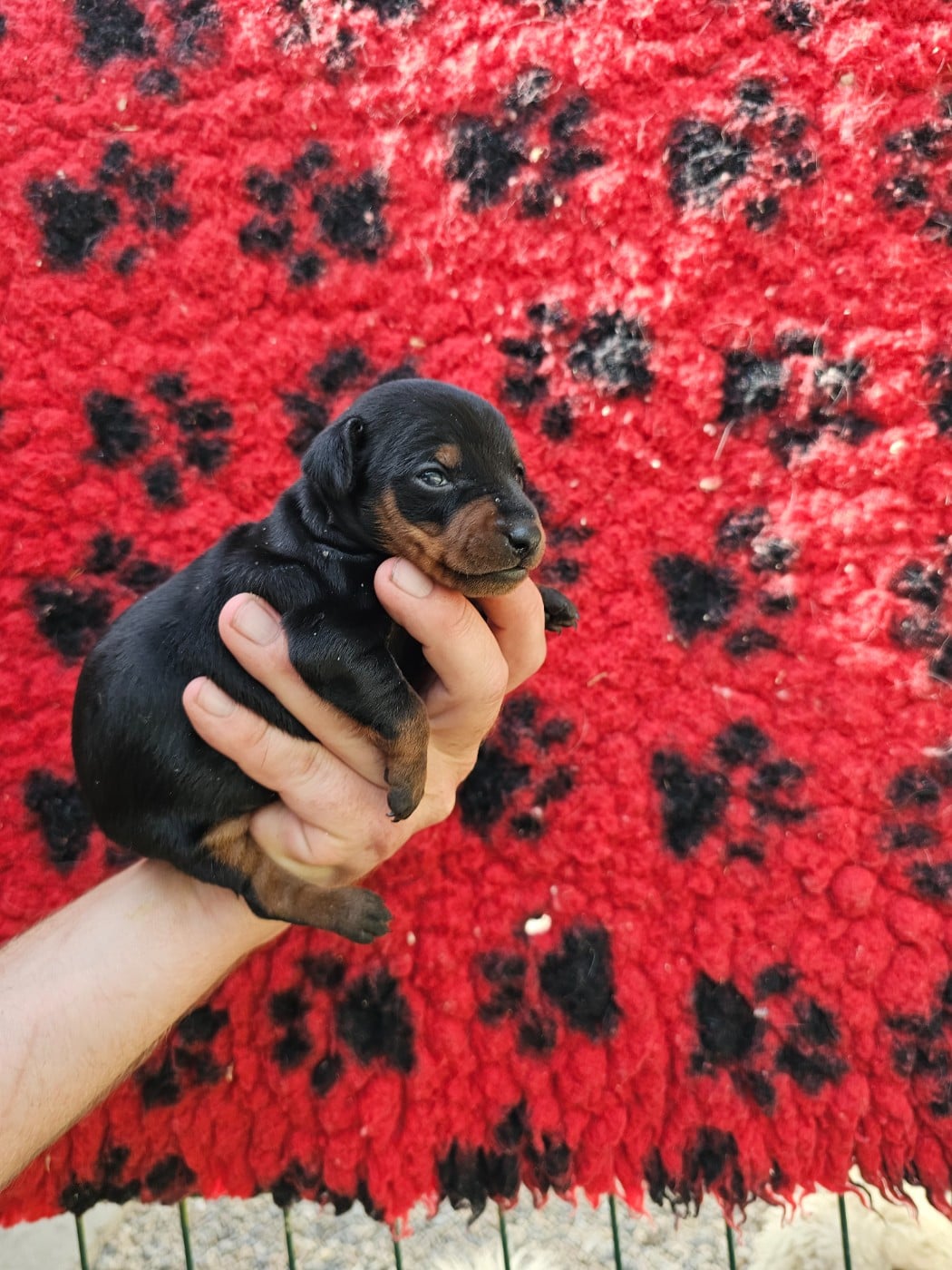 Chiot N°2