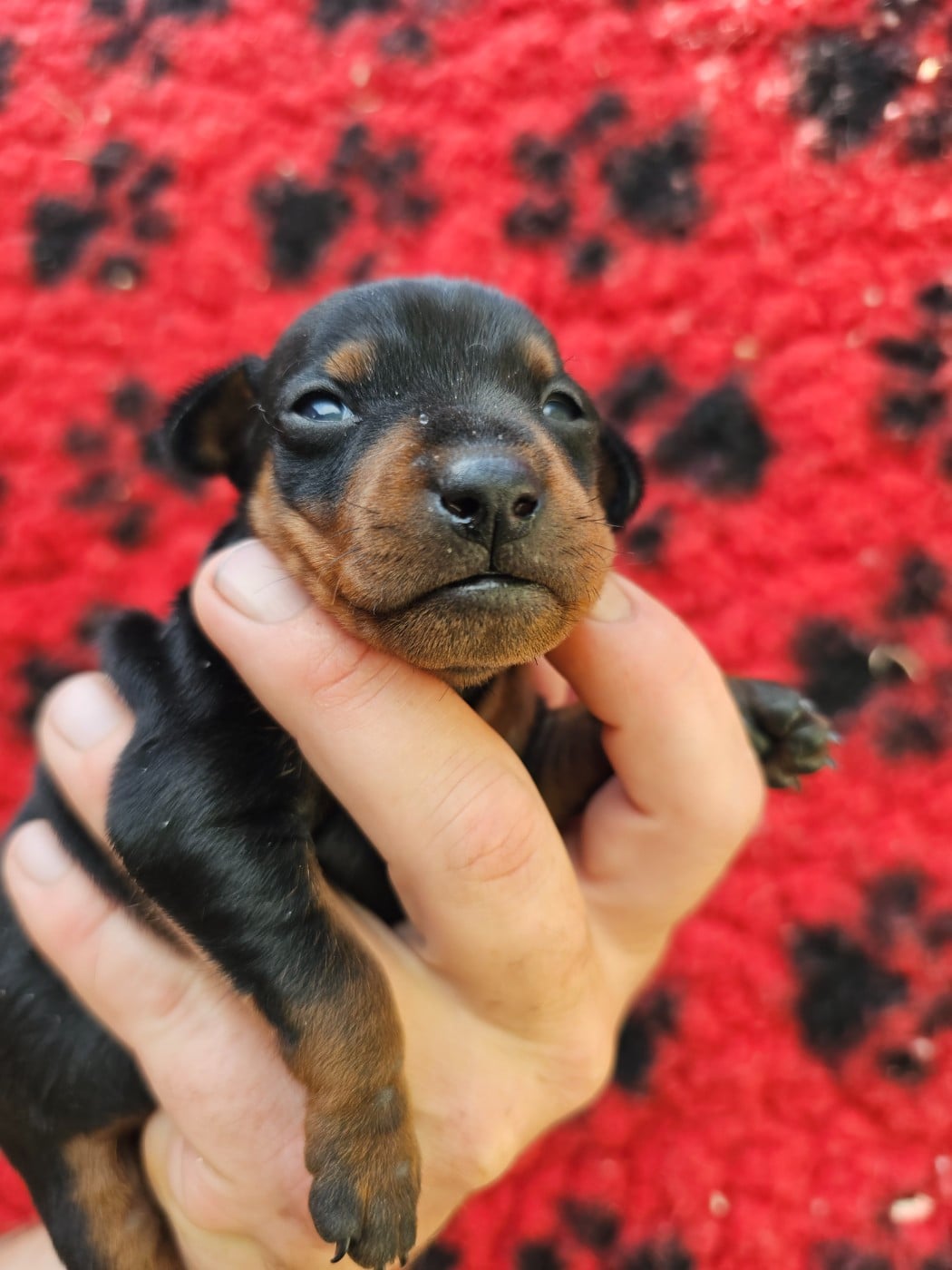Chiot N°2