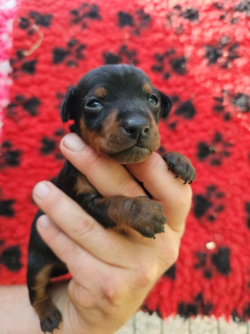 Chiot N°3