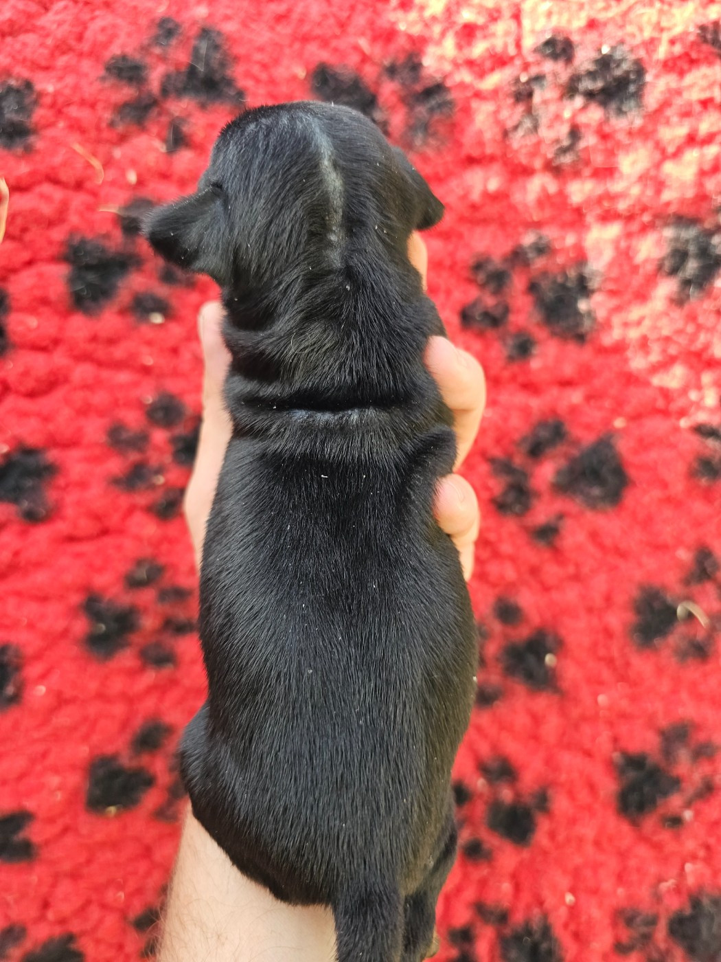 Chiot N°3