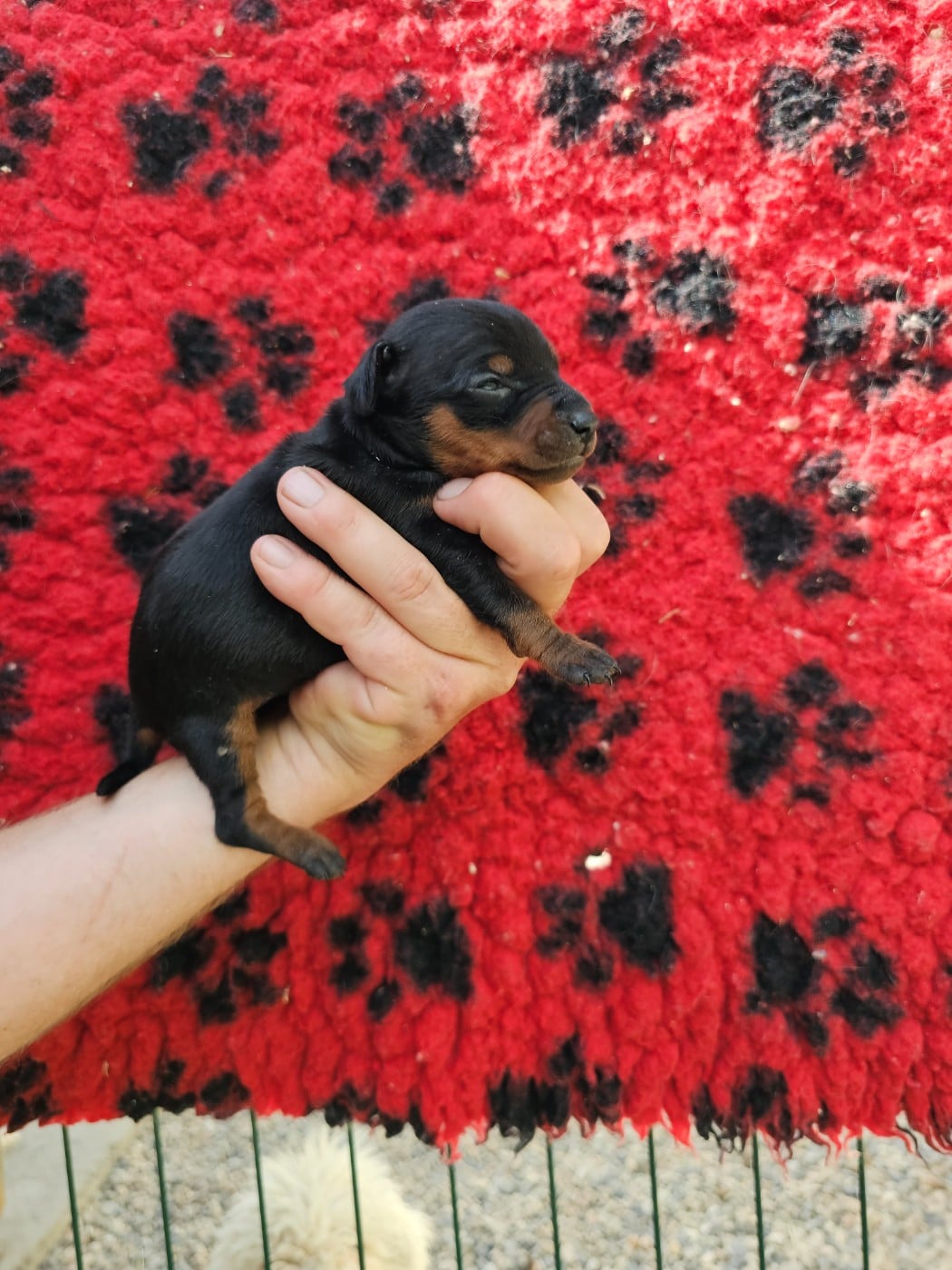 Chiot N°3