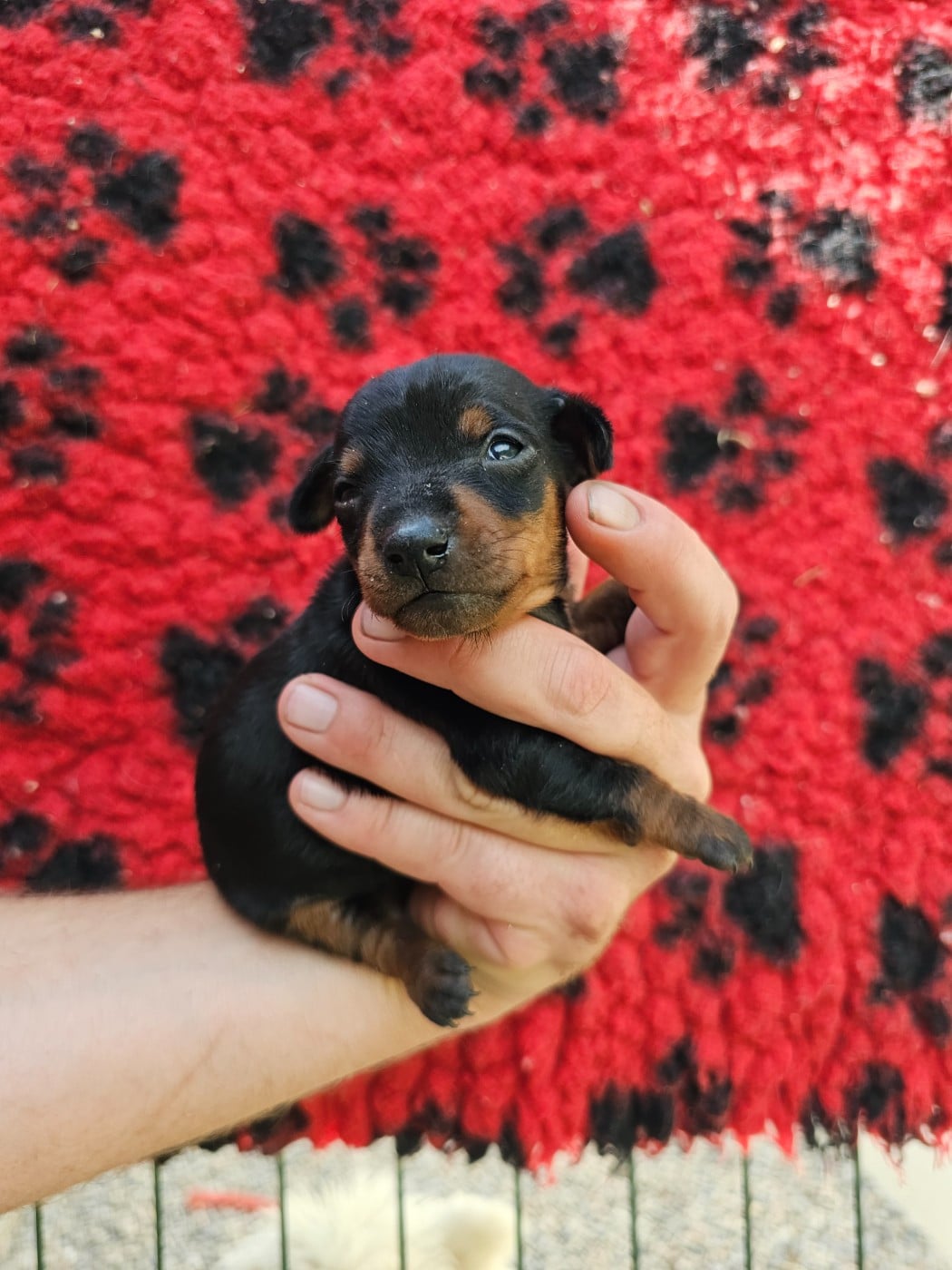 Chiot N°3