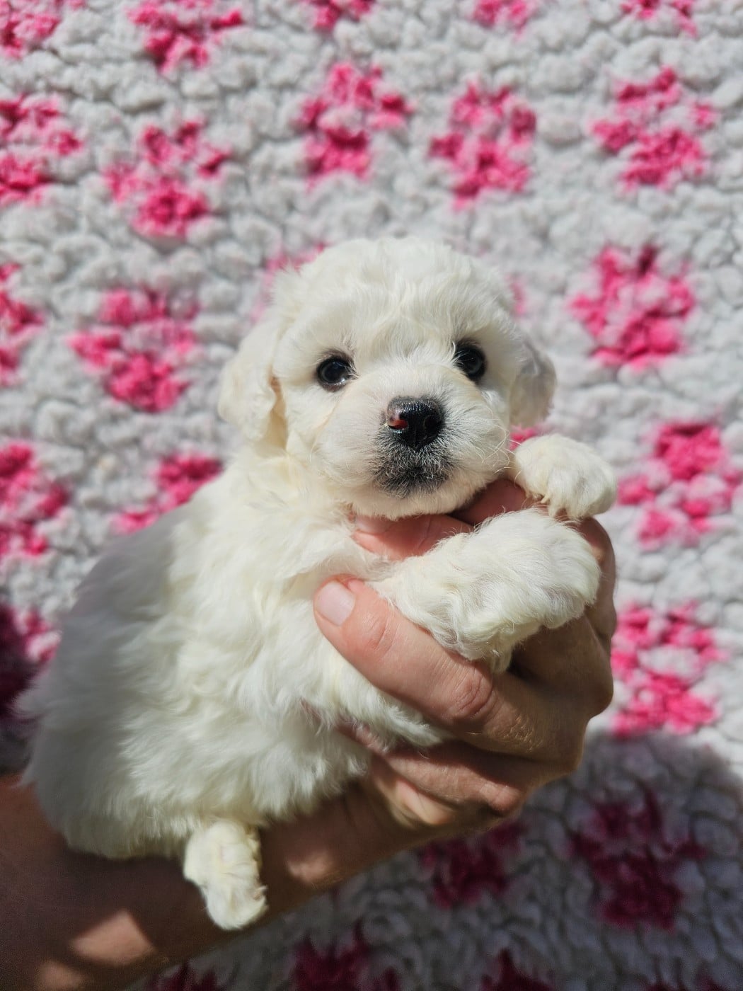 Chiot N°4