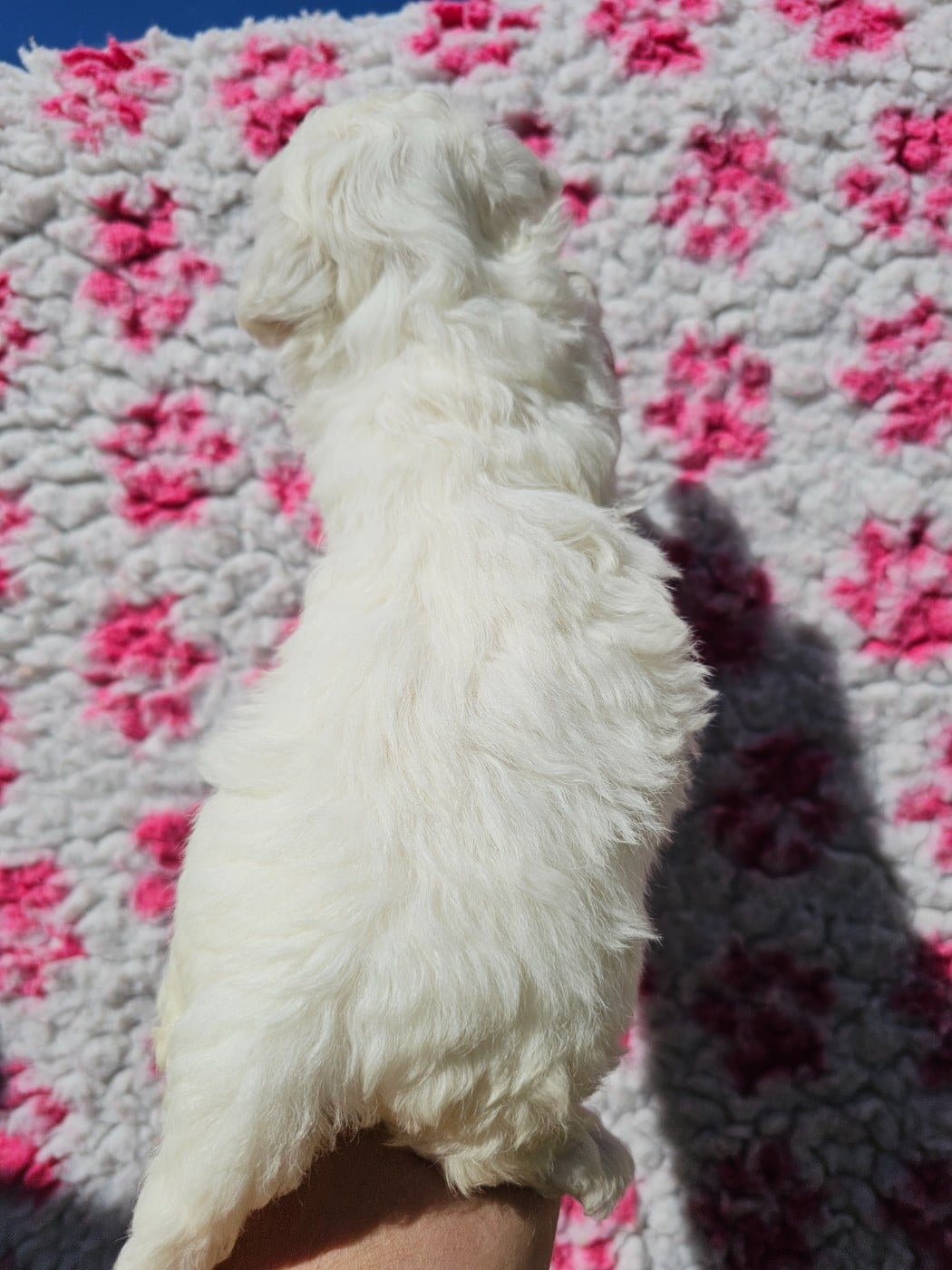 Chiot N°4