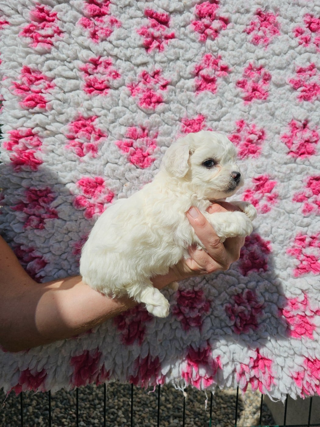 Chiot N°4