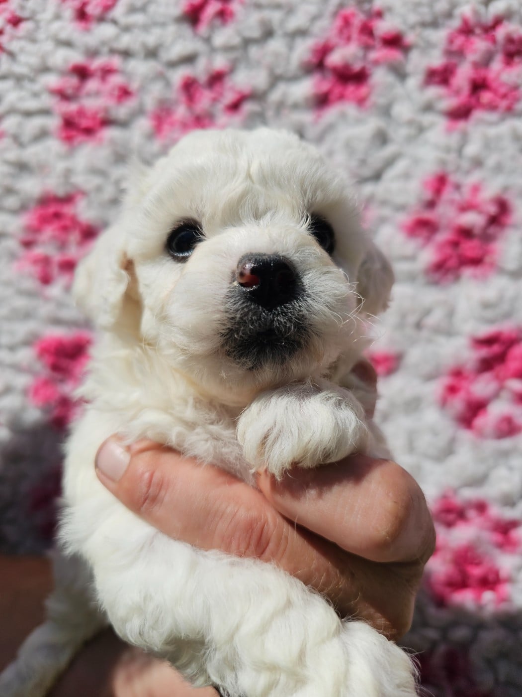Chiot N°4