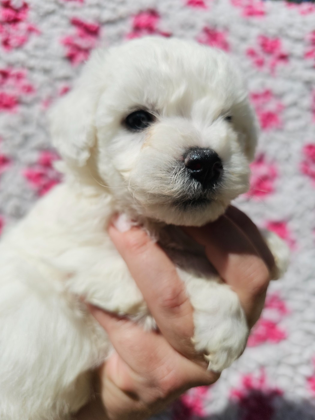 Chiot N°1