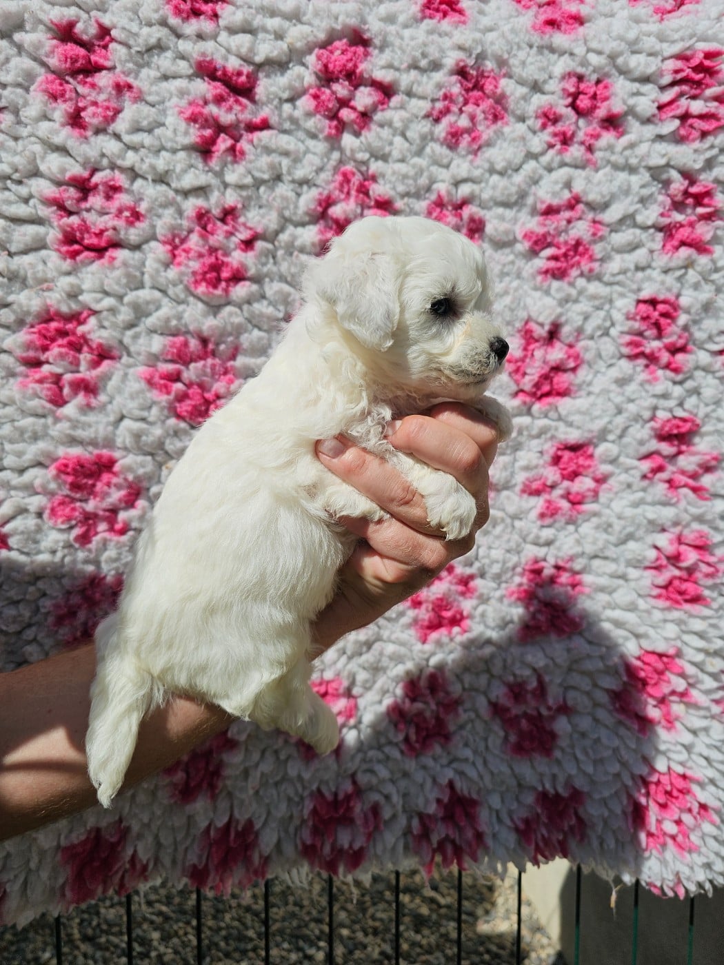Chiot N°1