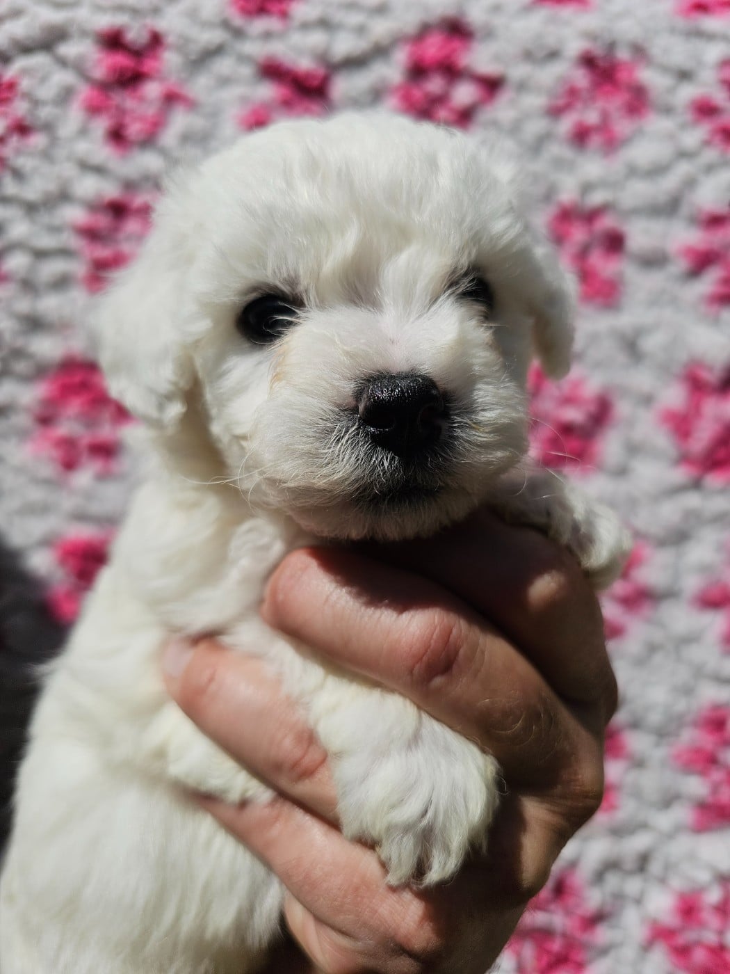 Chiot N°1