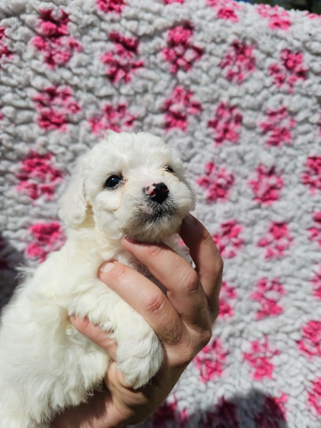 Chiot N°5