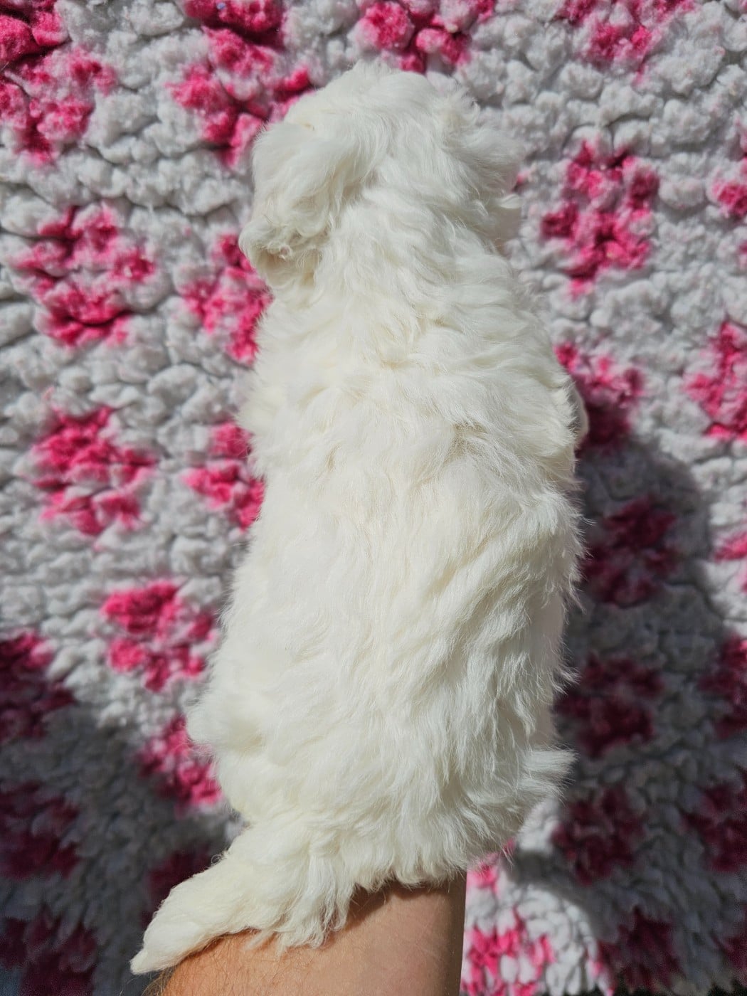 Chiot N°5
