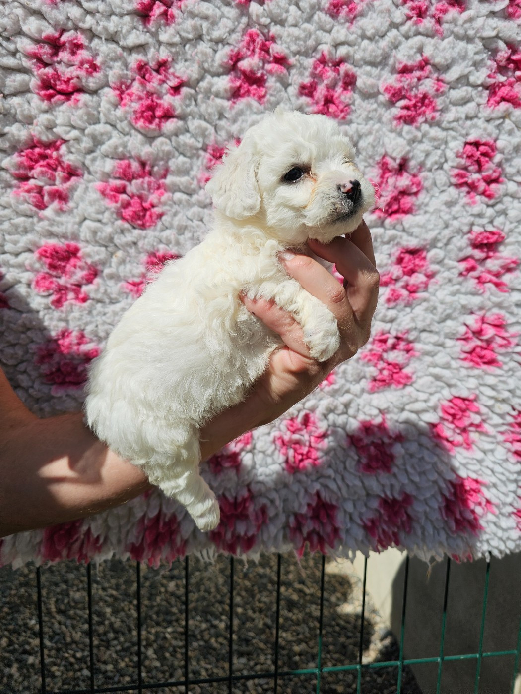 Chiot N°5