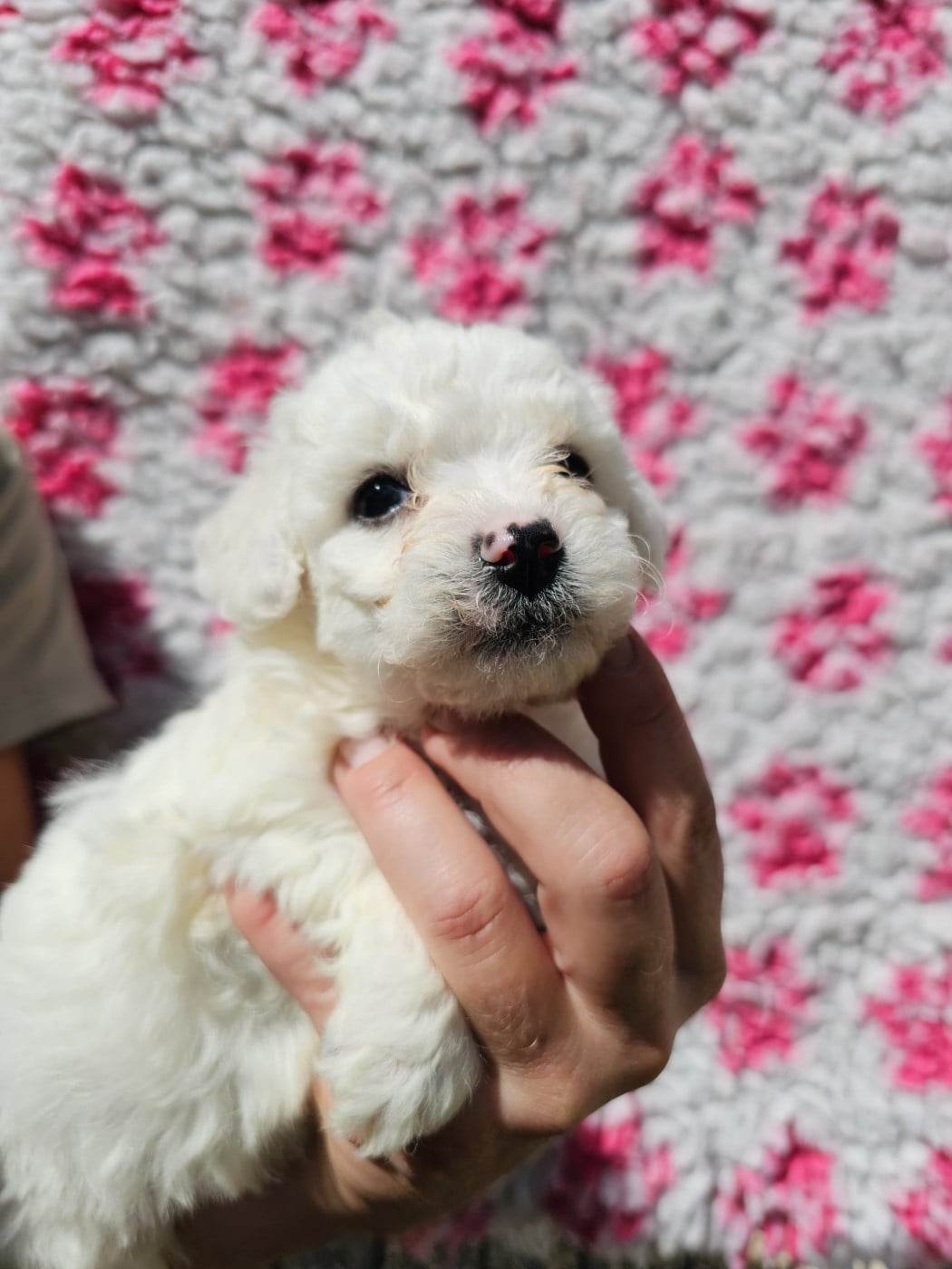 Chiot N°5