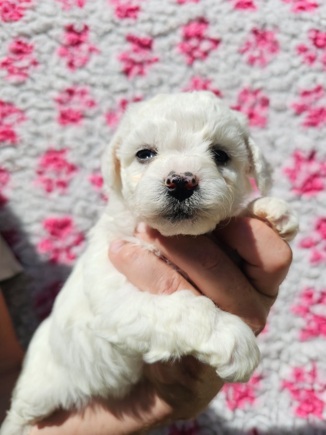 Chiot N°3