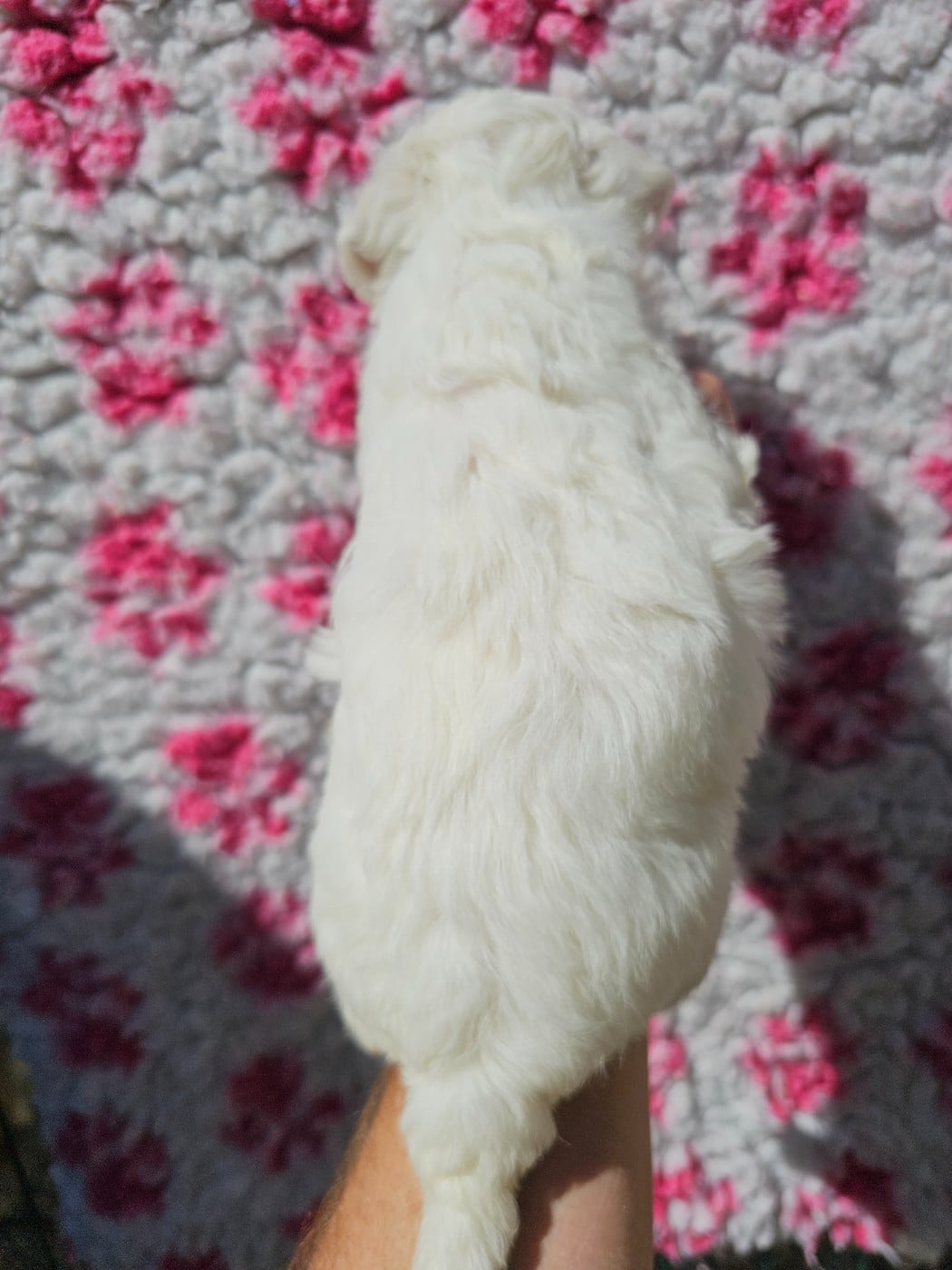 Chiot N°3