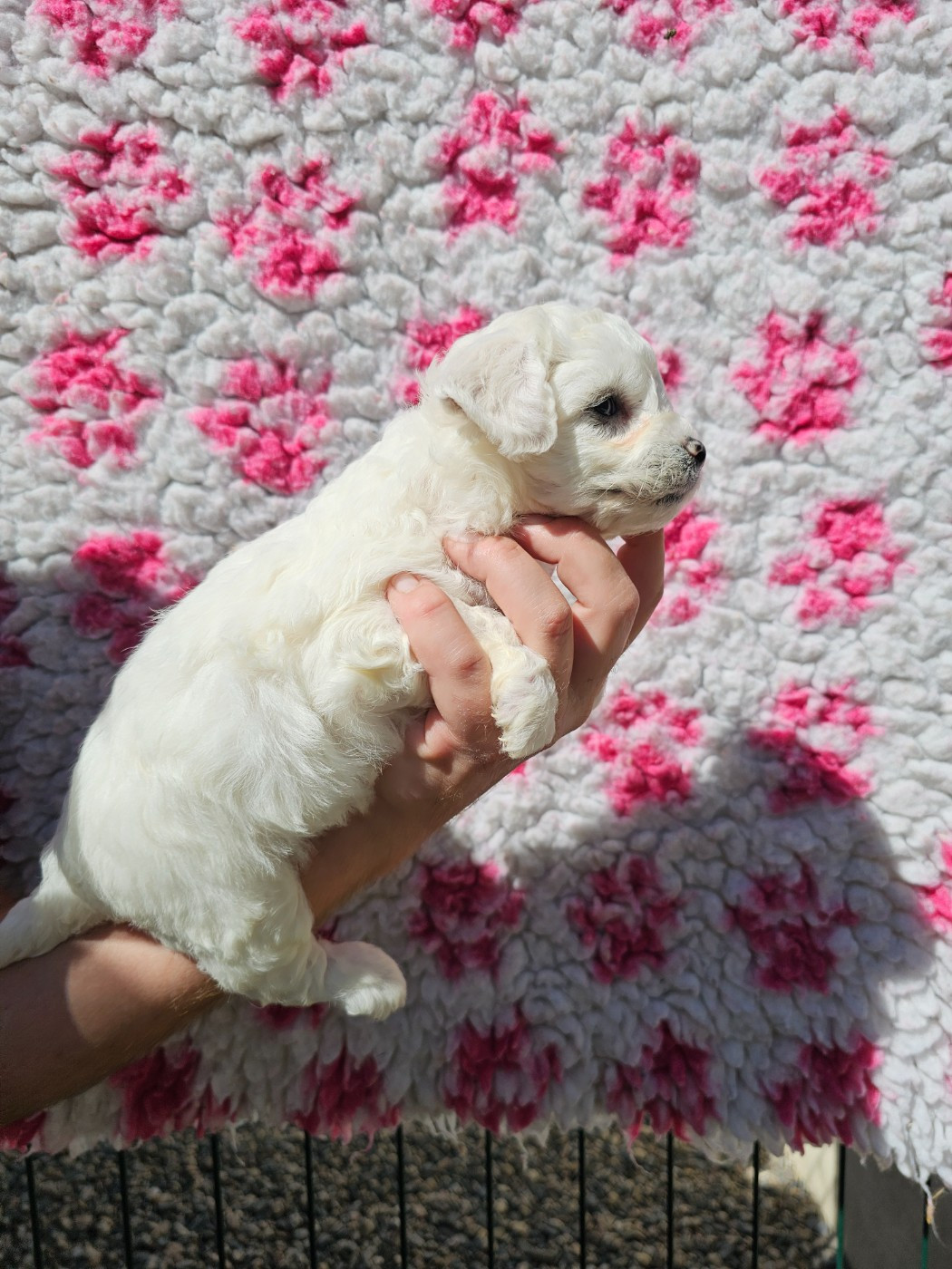 Chiot N°3