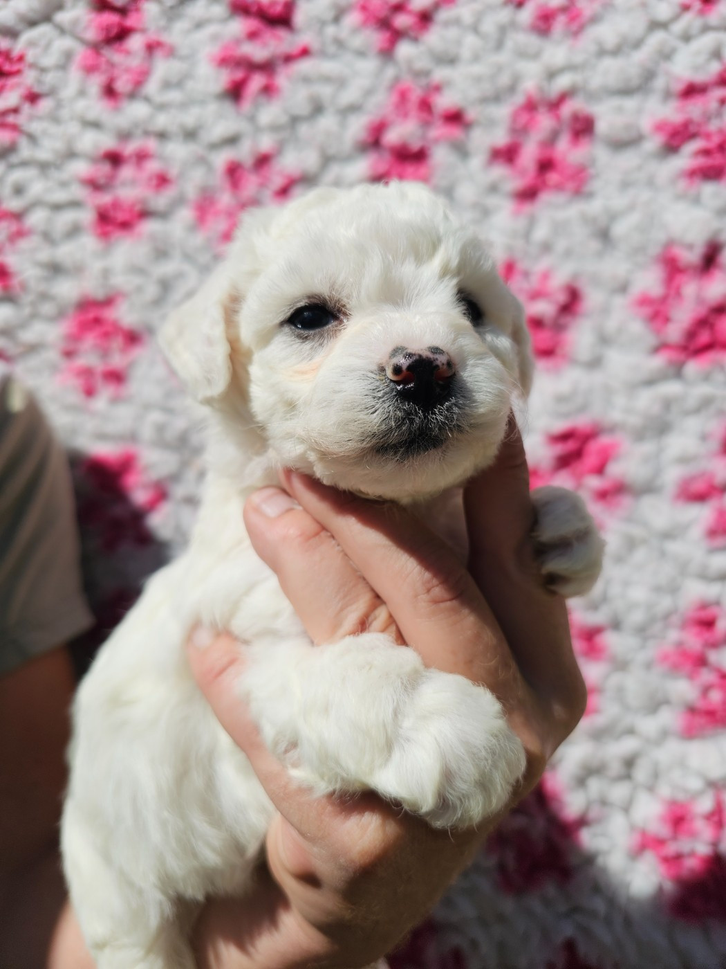 Chiot N°3