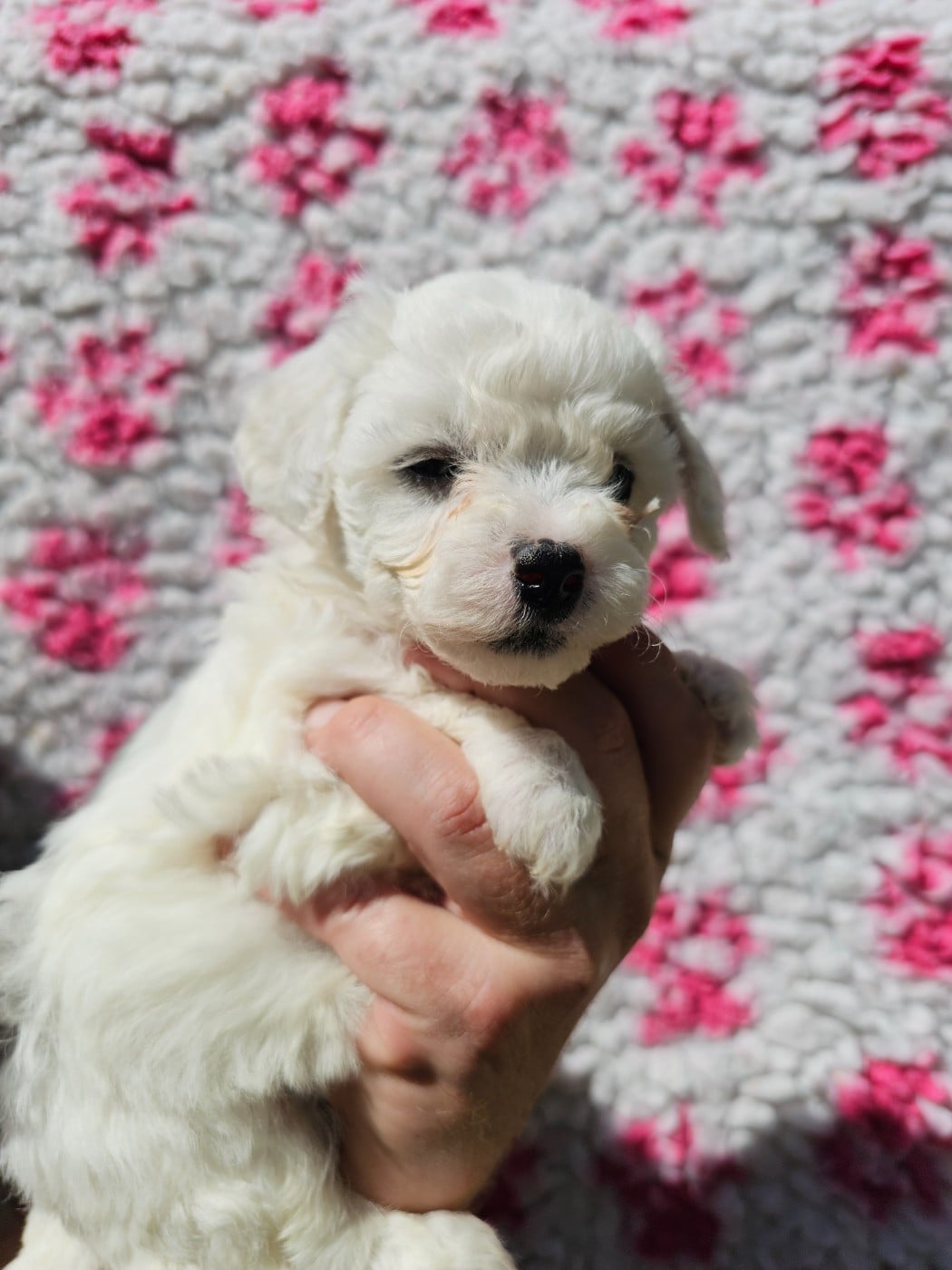 Chiot N°2