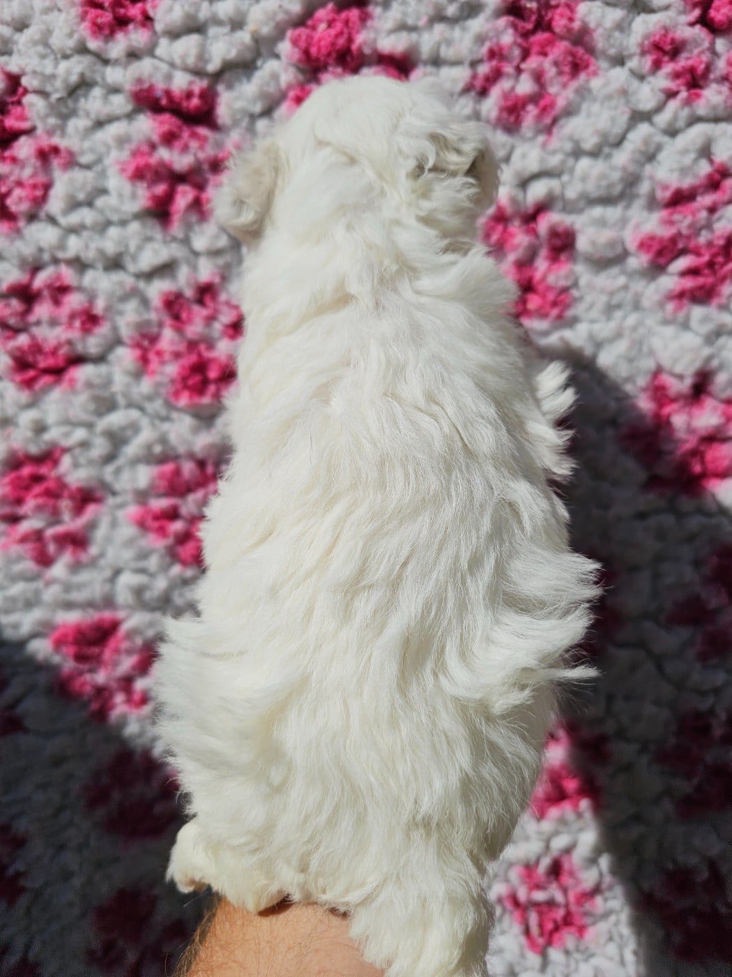 Chiot N°2