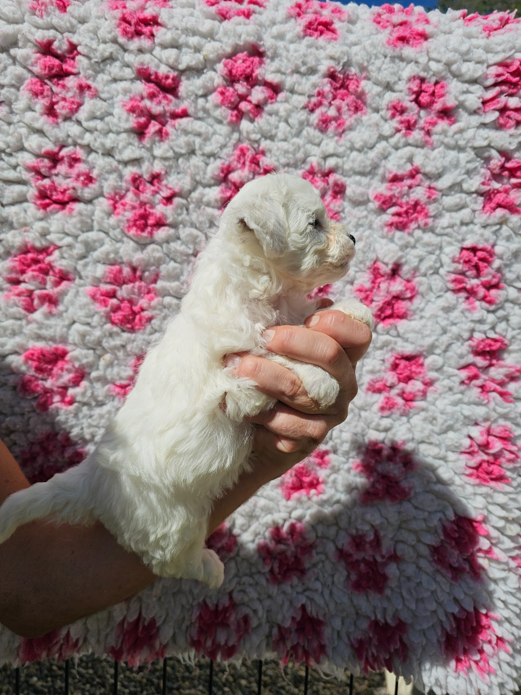 Chiot N°2