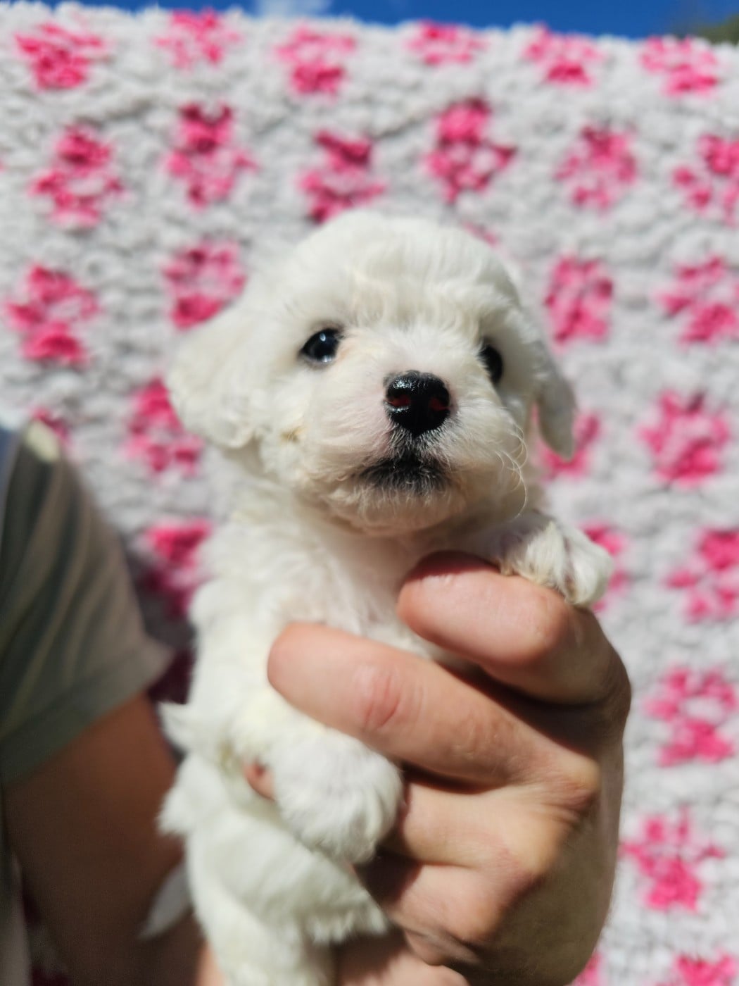 Chiot N°2
