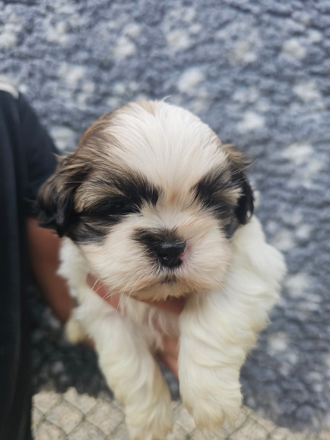 Chiot N°1