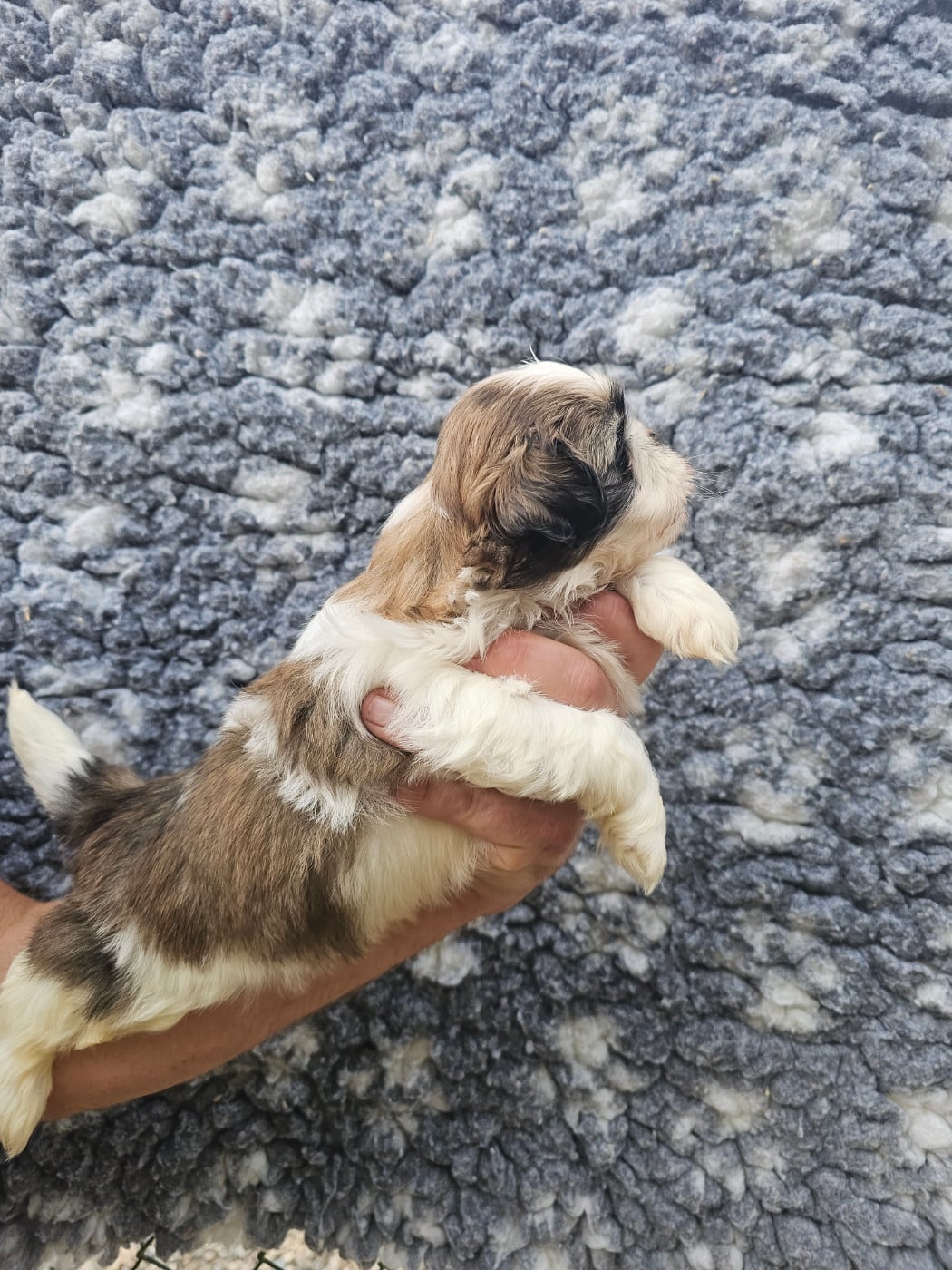 Chiot N°1