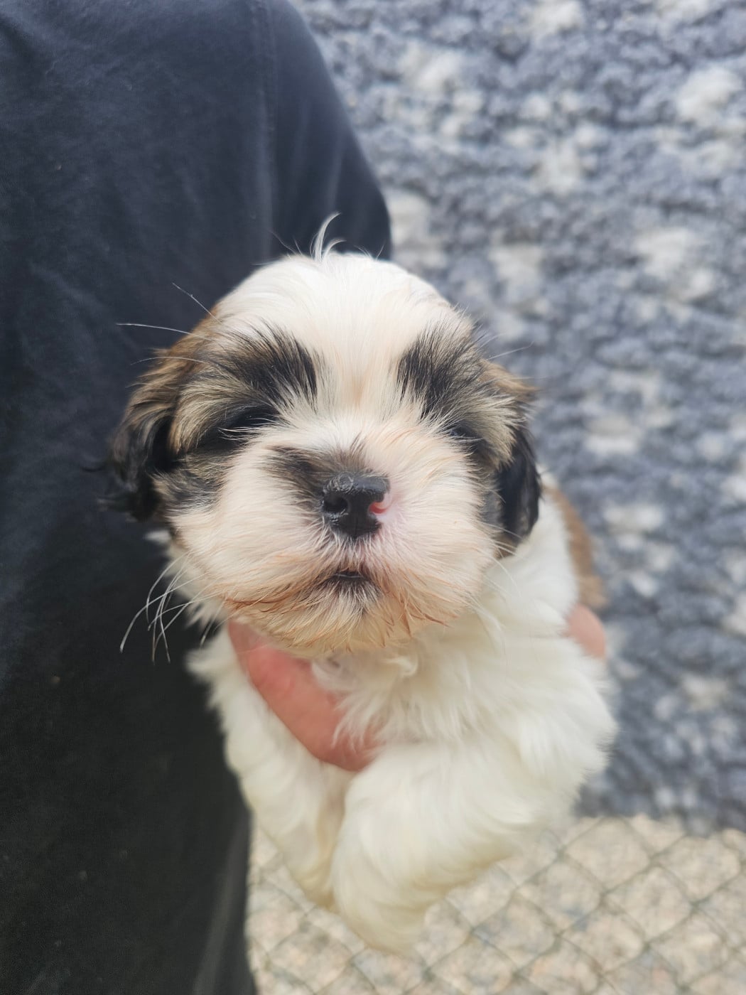 Chiot N°1