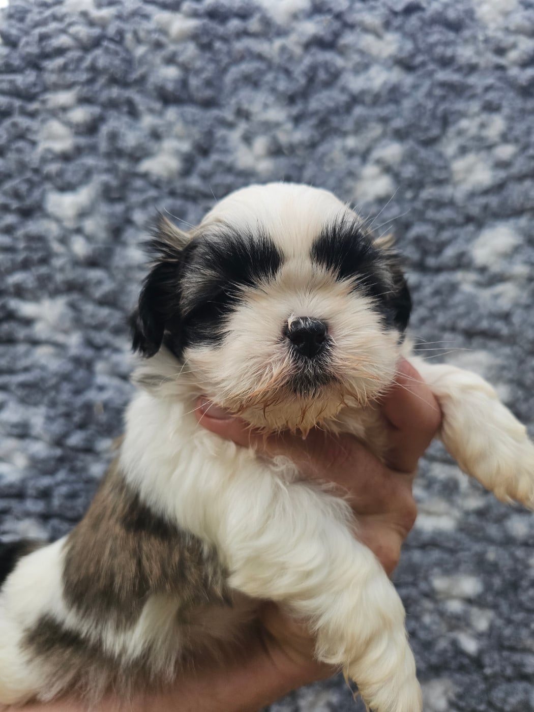 Chiot N°2