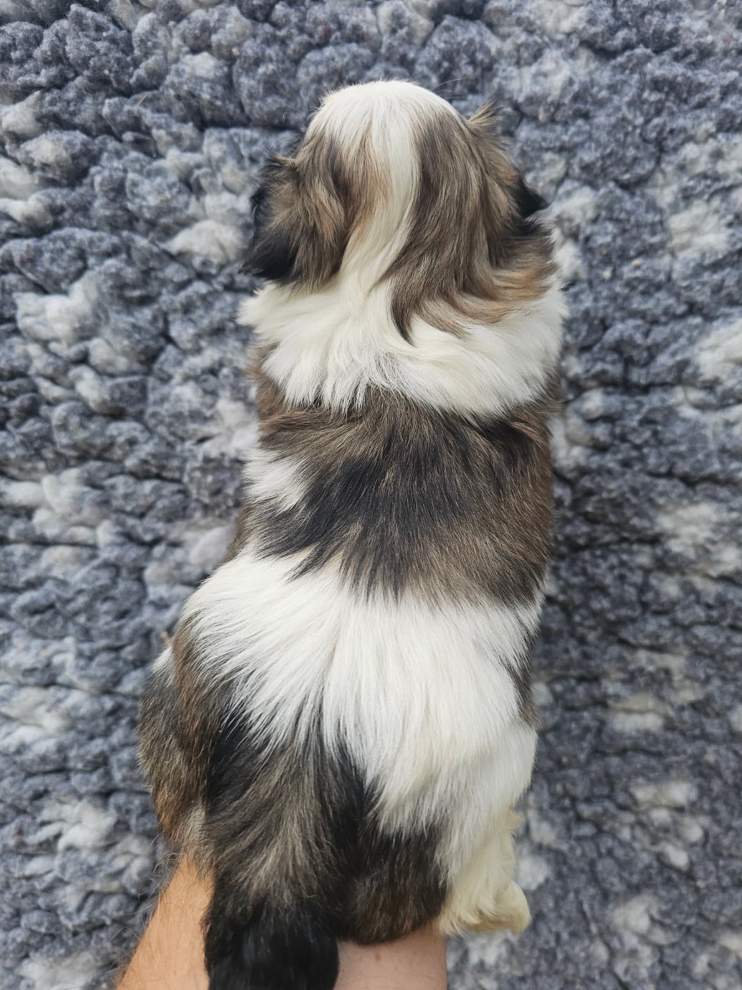 Chiot N°2