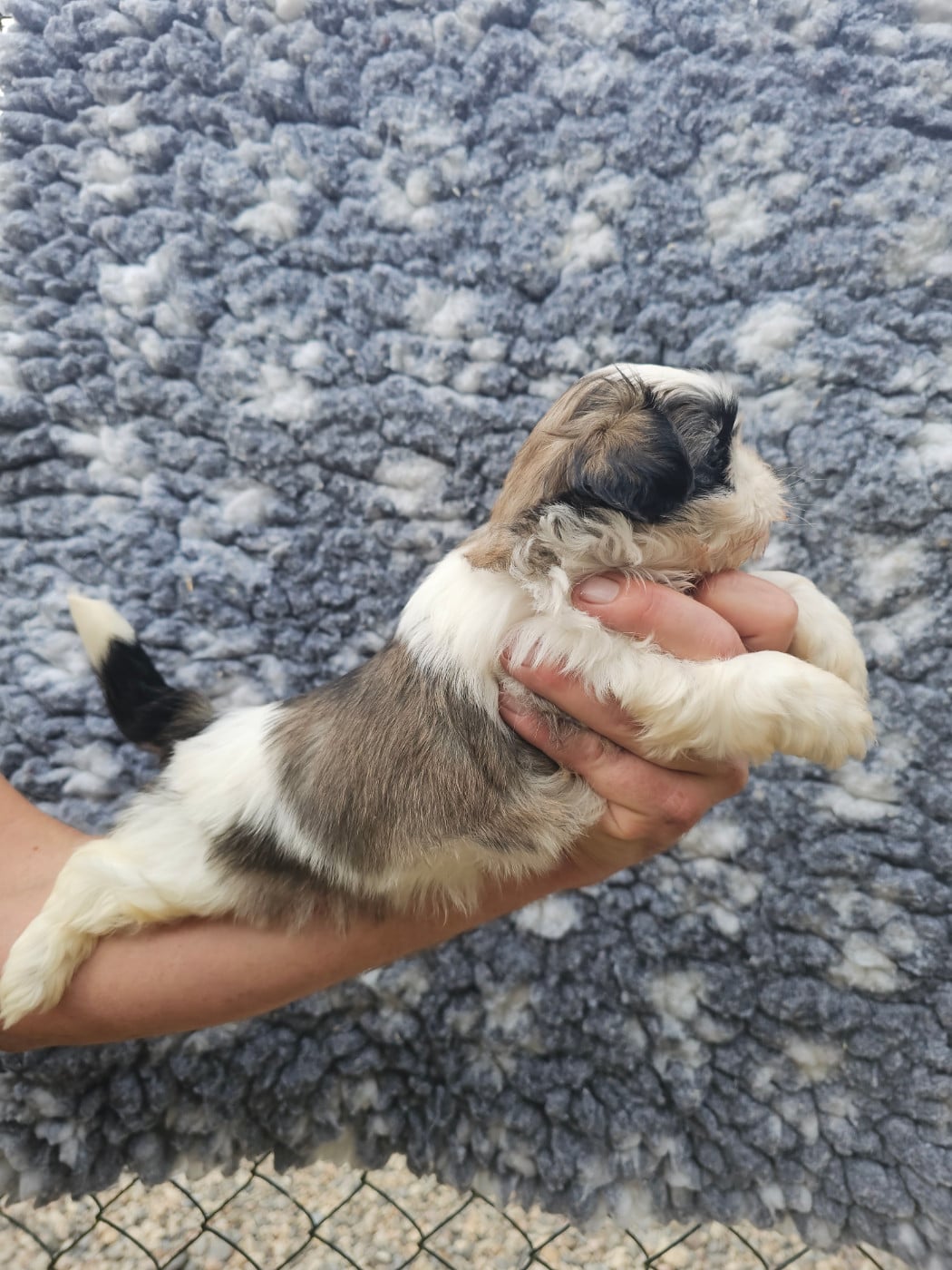 Chiot N°2